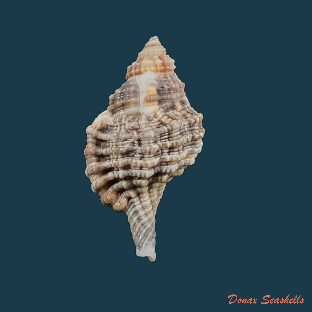 copia-de-gutturniun-muricinum-roding-1798-36-7mm