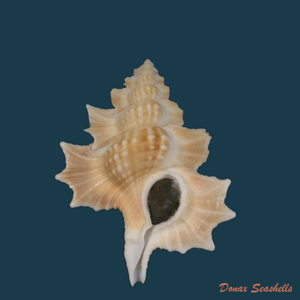 copia-de-gyrineum-bituberculare-lamarck-1816-29mm