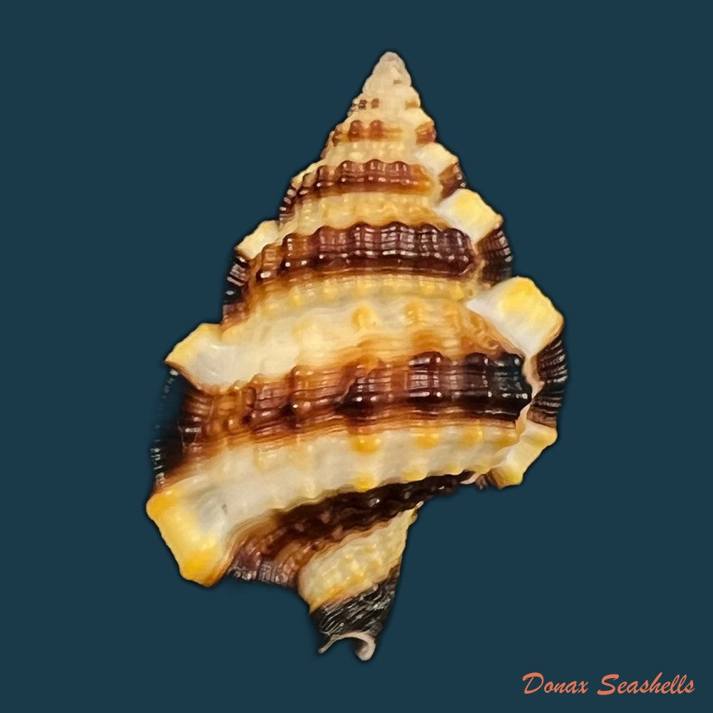 copia-de-gyrineum-gyrinum-linnaeus-1758-28-3mm