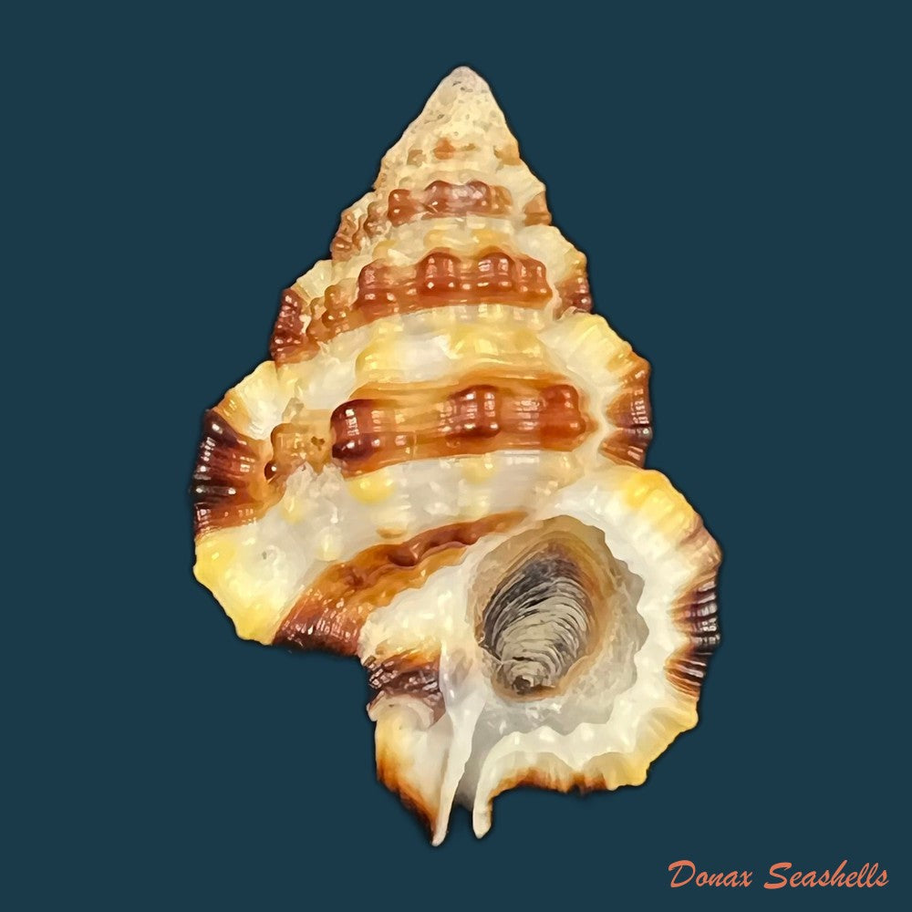 copia-de-gyrineum-gyrinum-linnaeus-1758-30-1mm