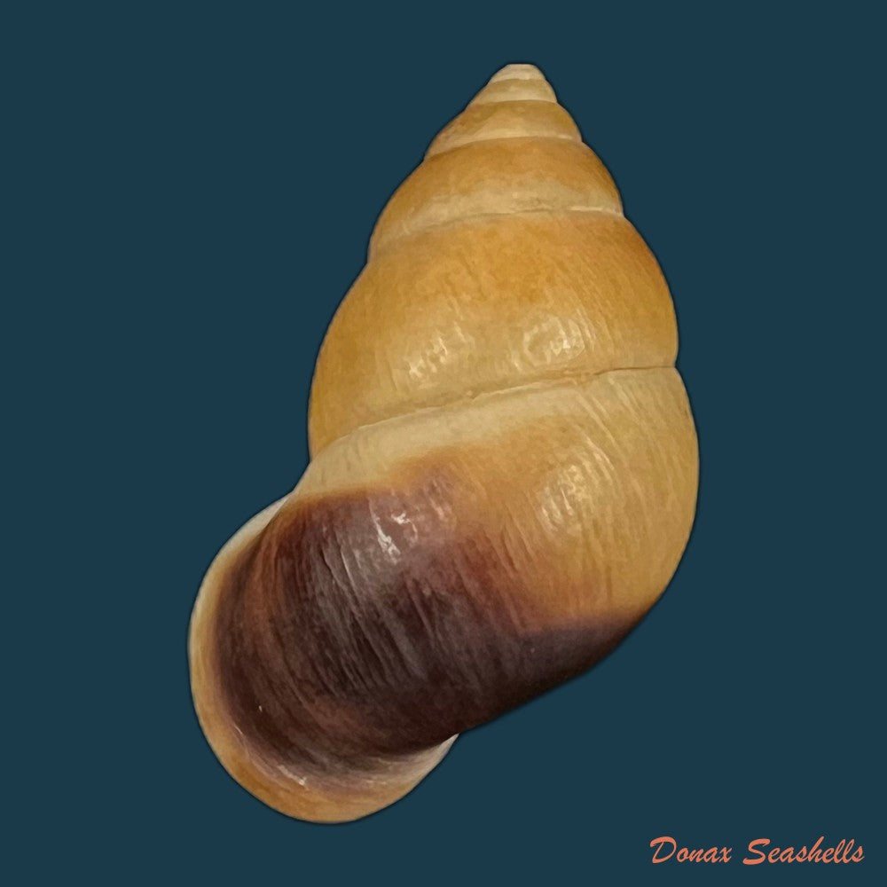 copia-de-hainesia-crocea-g-b-sowerby-i-1843-27-6mm