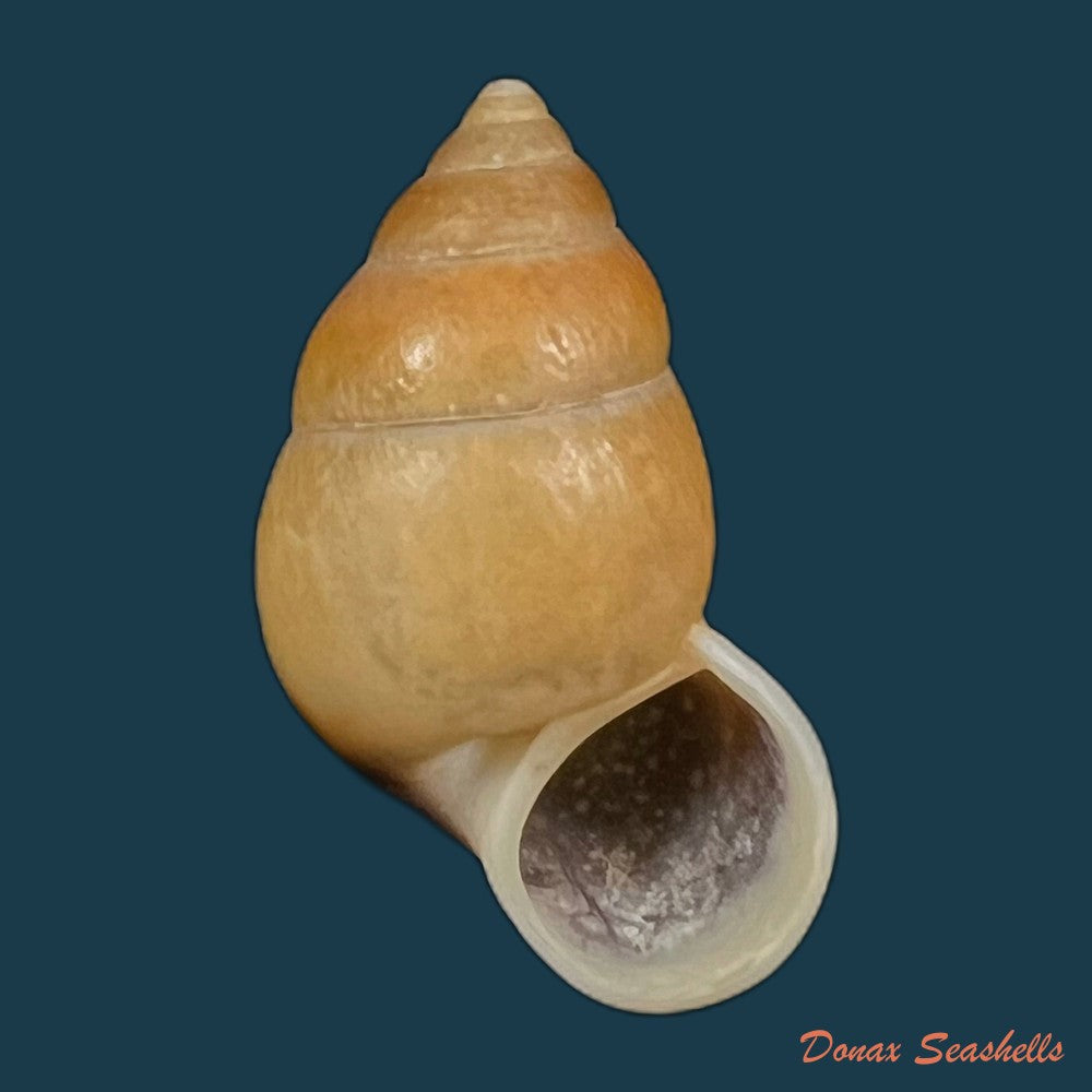 copia-de-hainesia-crocea-g-b-sowerby-i-1843-27-6mm