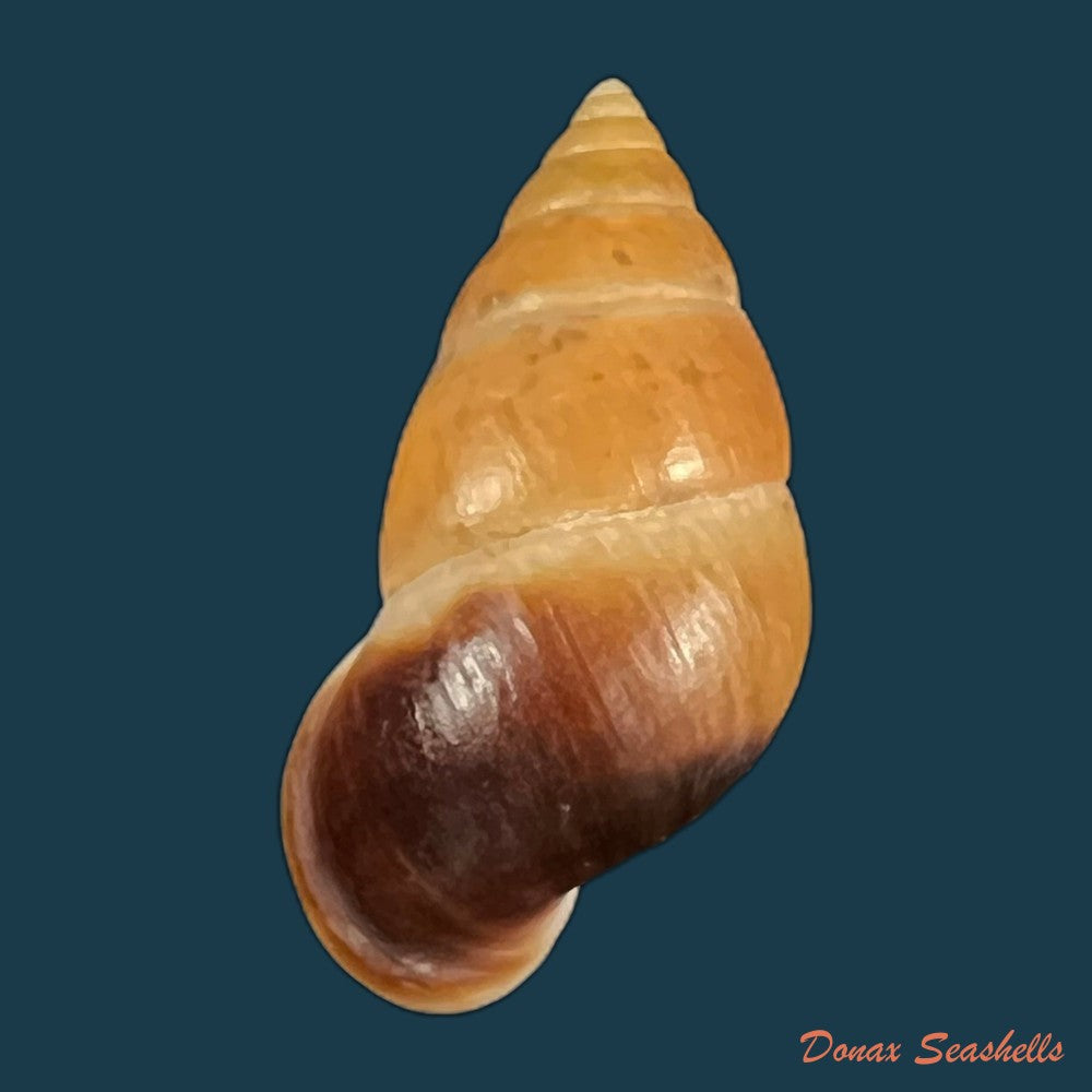 copia-de-hainesia-crocea-g-b-sowerby-i-1843-30-3mm