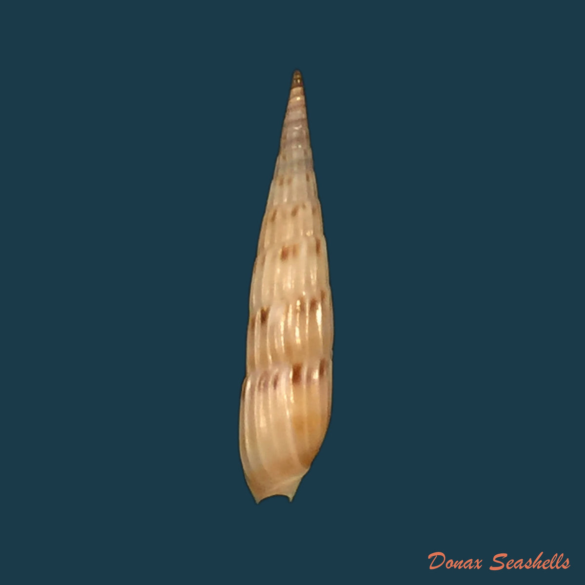 copia-de-hastula-lepida-hinds-1844-21mm