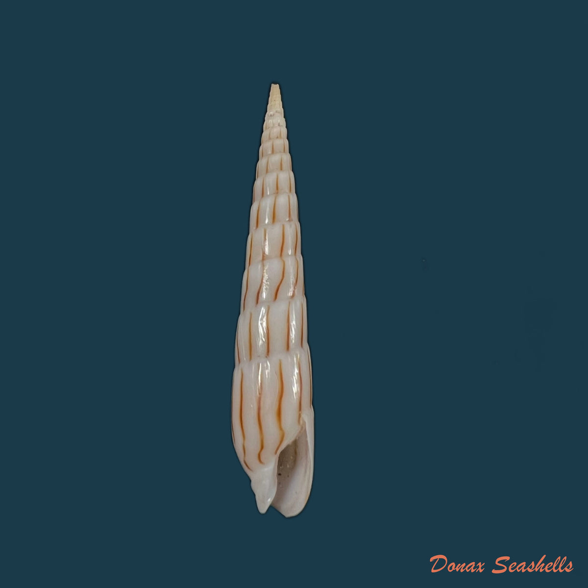 copia-de-hastula-strigilata-linnaeus-1758-46-3mm