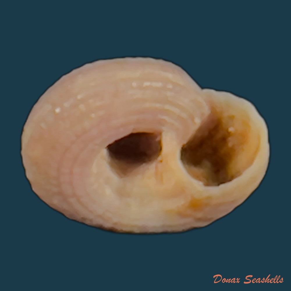 copia-de-heliacus-cylindricus-gmelin-1791-9-2mm-1