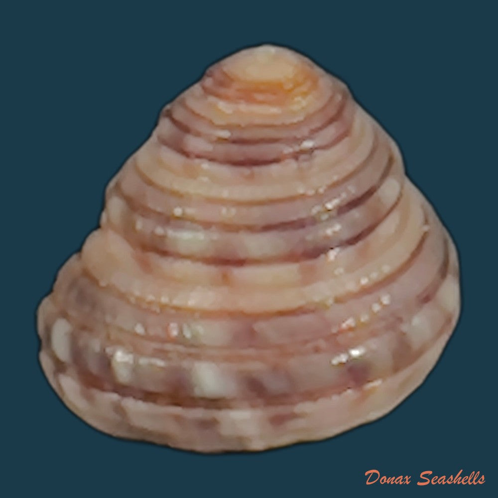 copia-de-heliacus-cylindricus-gmelin-1791-9-2mm