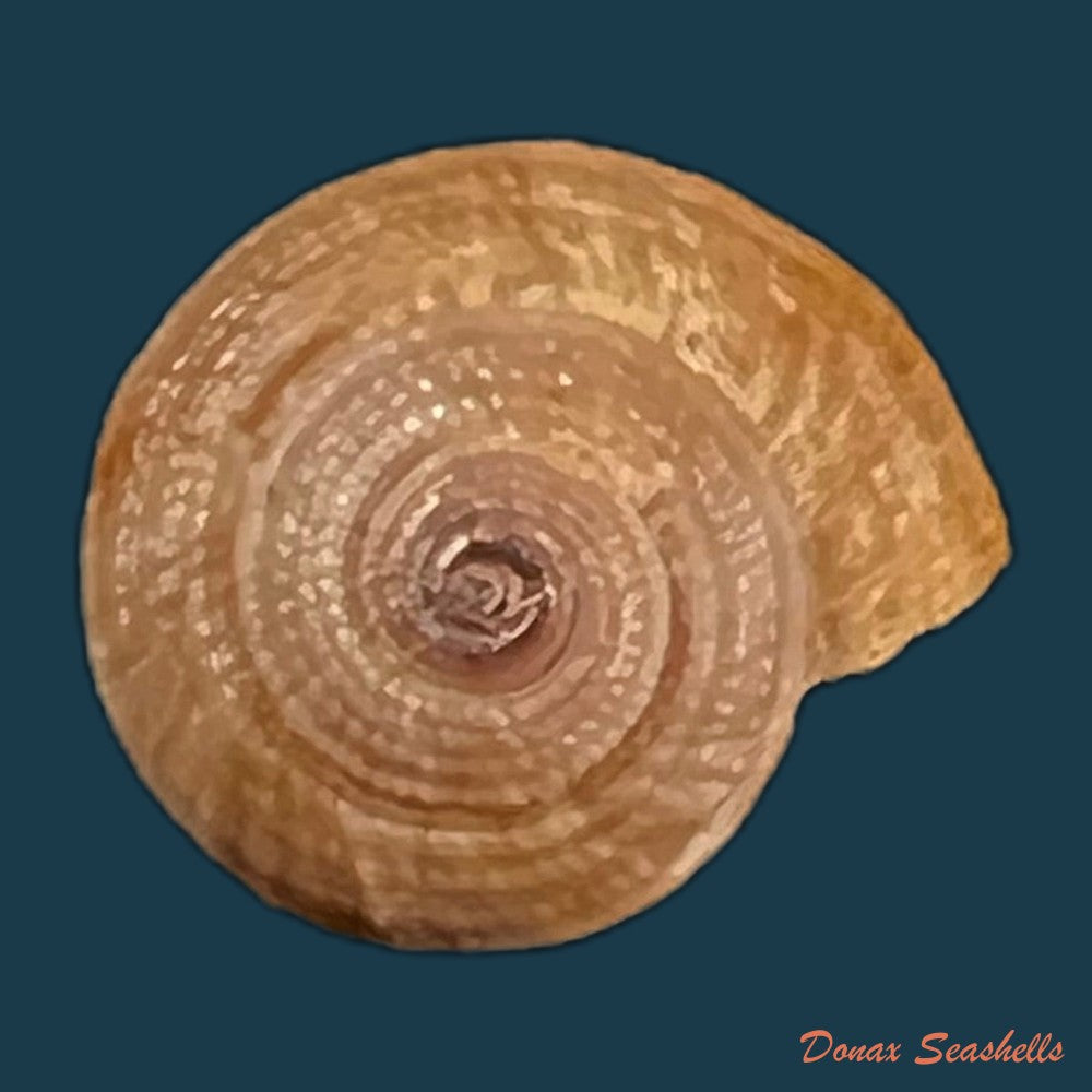 copia-de-heliacus-infundibuliformis-perrieri-rochebrune-1881-11-3mm