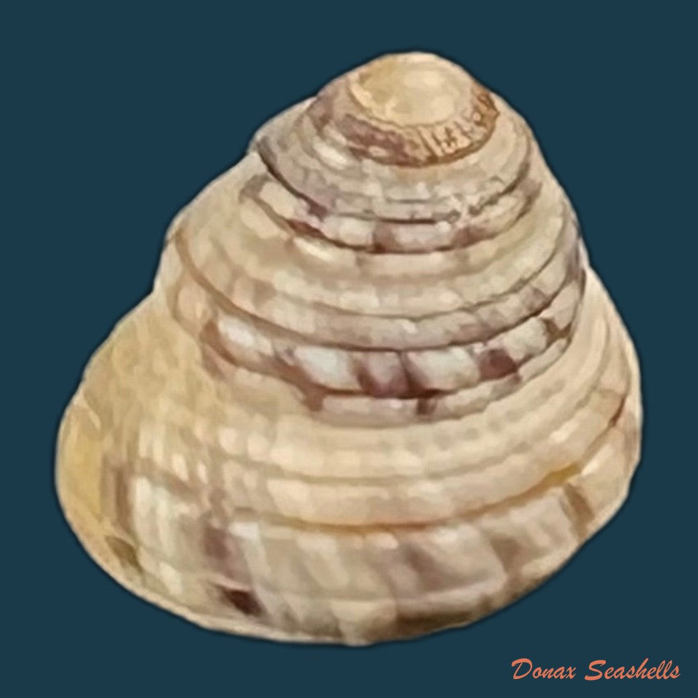 copia-de-heliacus-infundibuliformis-perrieri-rochebrune-1881-9-4mm