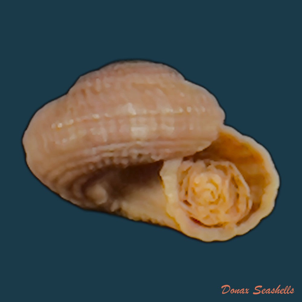 copia-de-heliacus-infundibuliformis-perrieri-rochebrune-1881-9-7mm