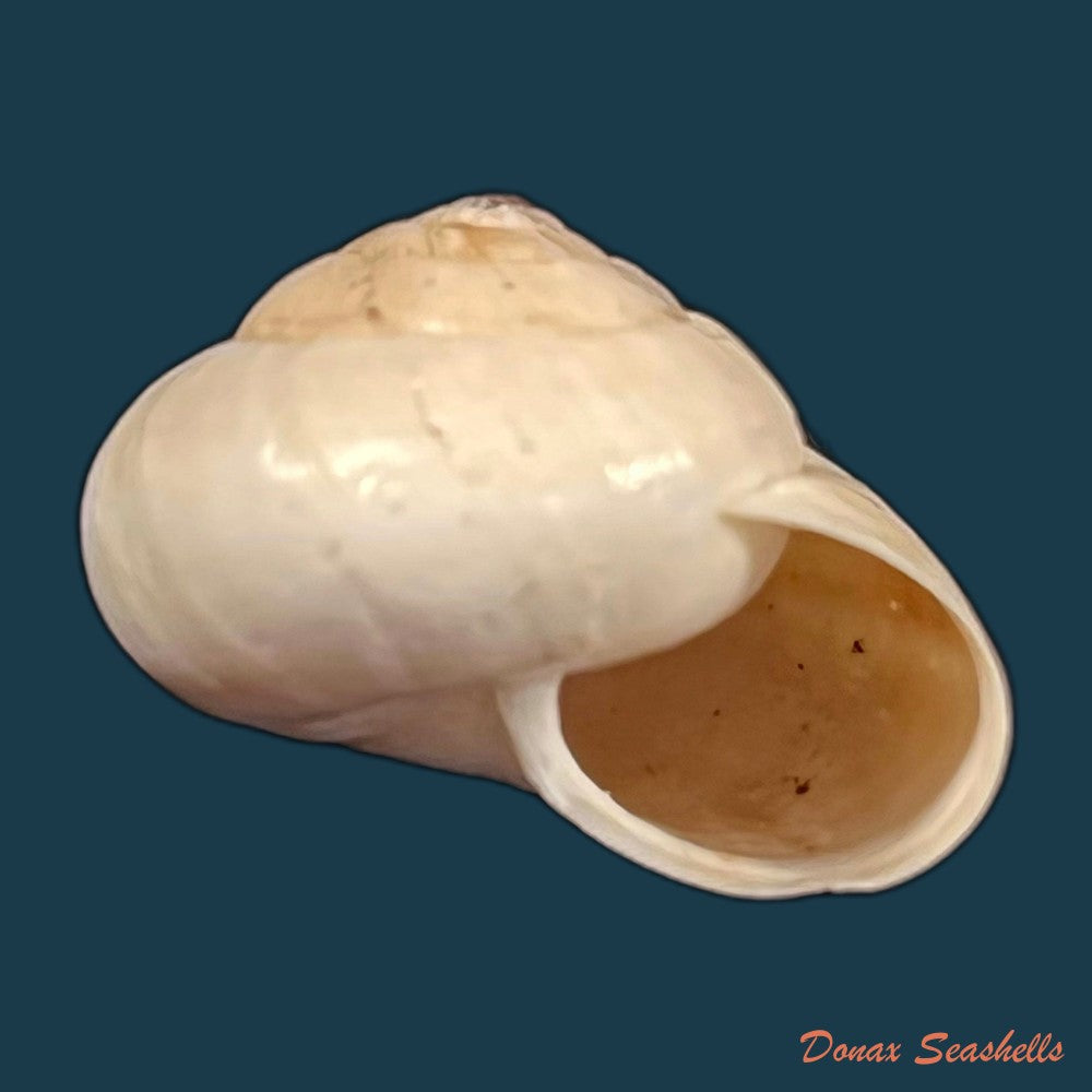 copia-de-helicella-adolphi-pfeiffer-1859
