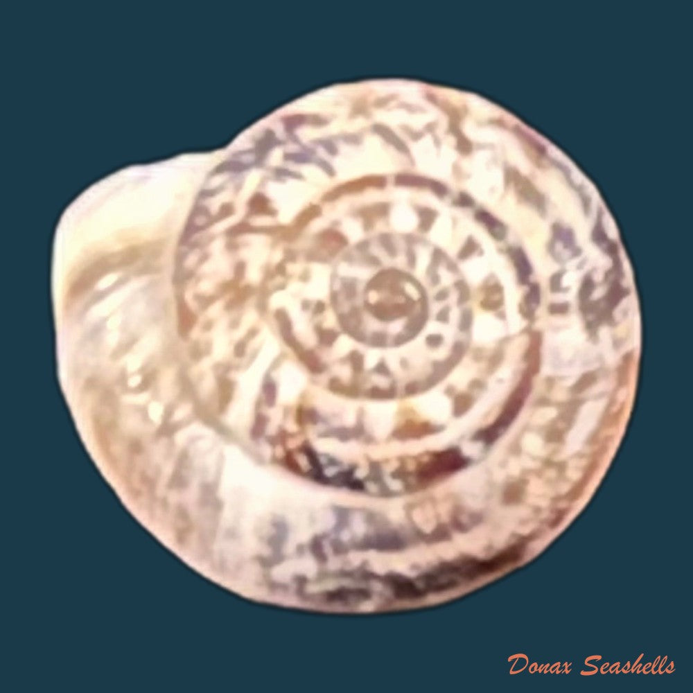 copia-de-helicella-emmaea-pallary-1901