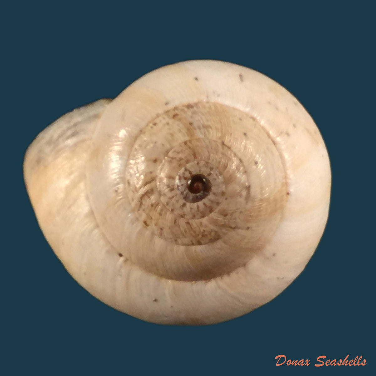 copia-de-helicella-melillensispallary-1898