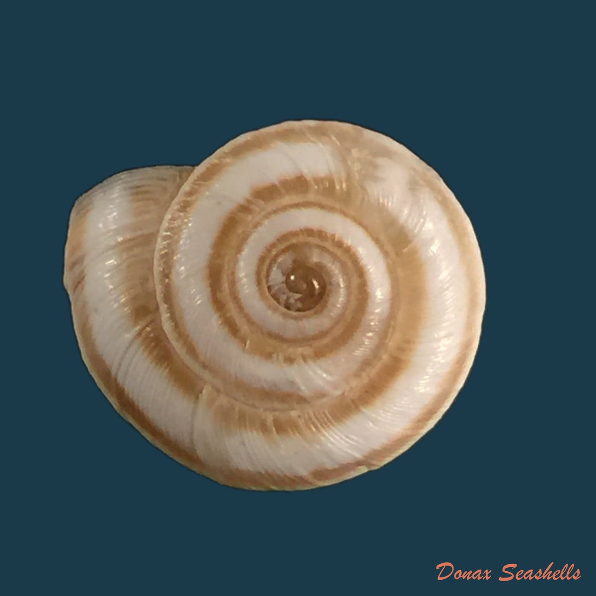 copia-de-helicella-variabilisdraparnauld-1801