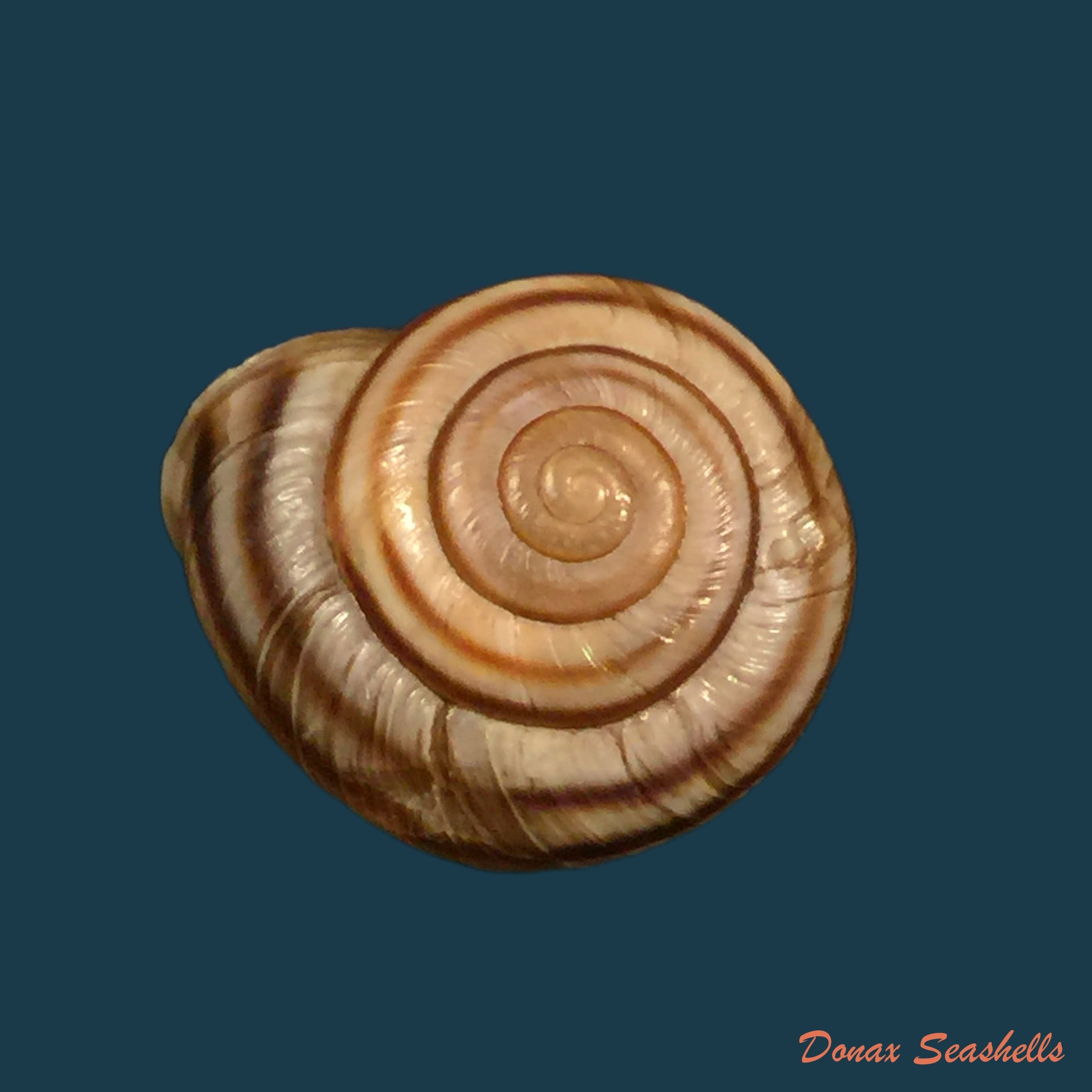 copia-de-helicigona-rumelica-e-a-rossmassler-1838-23-8mm