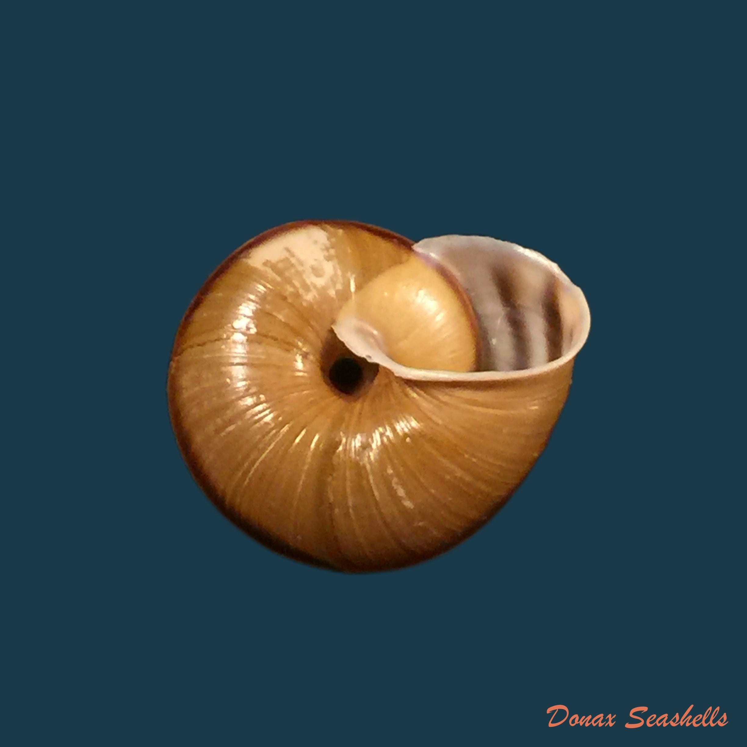 copia-de-helicigona-rumelica-e-a-rossmassler-1838-23-8mm