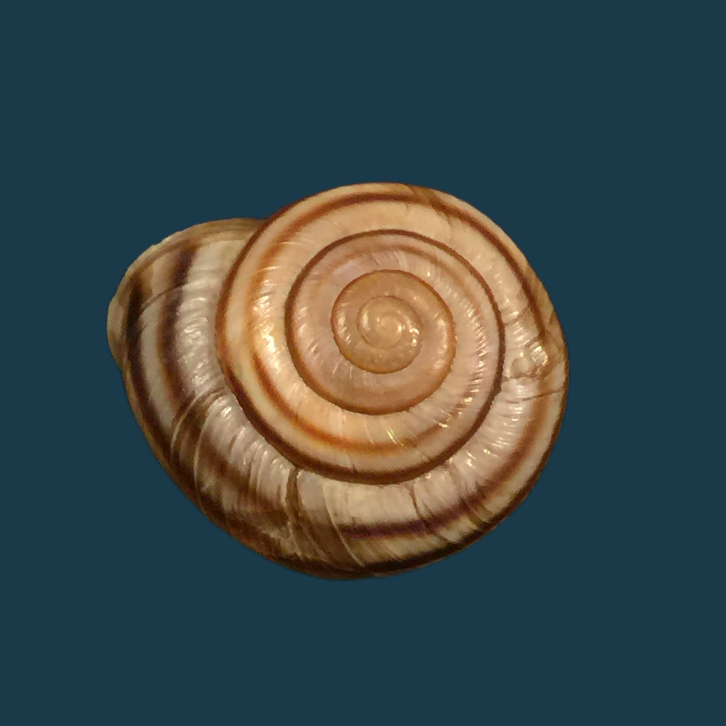 Helicigona rumelica (EA Rossmässler, 1838) - 24 毫米