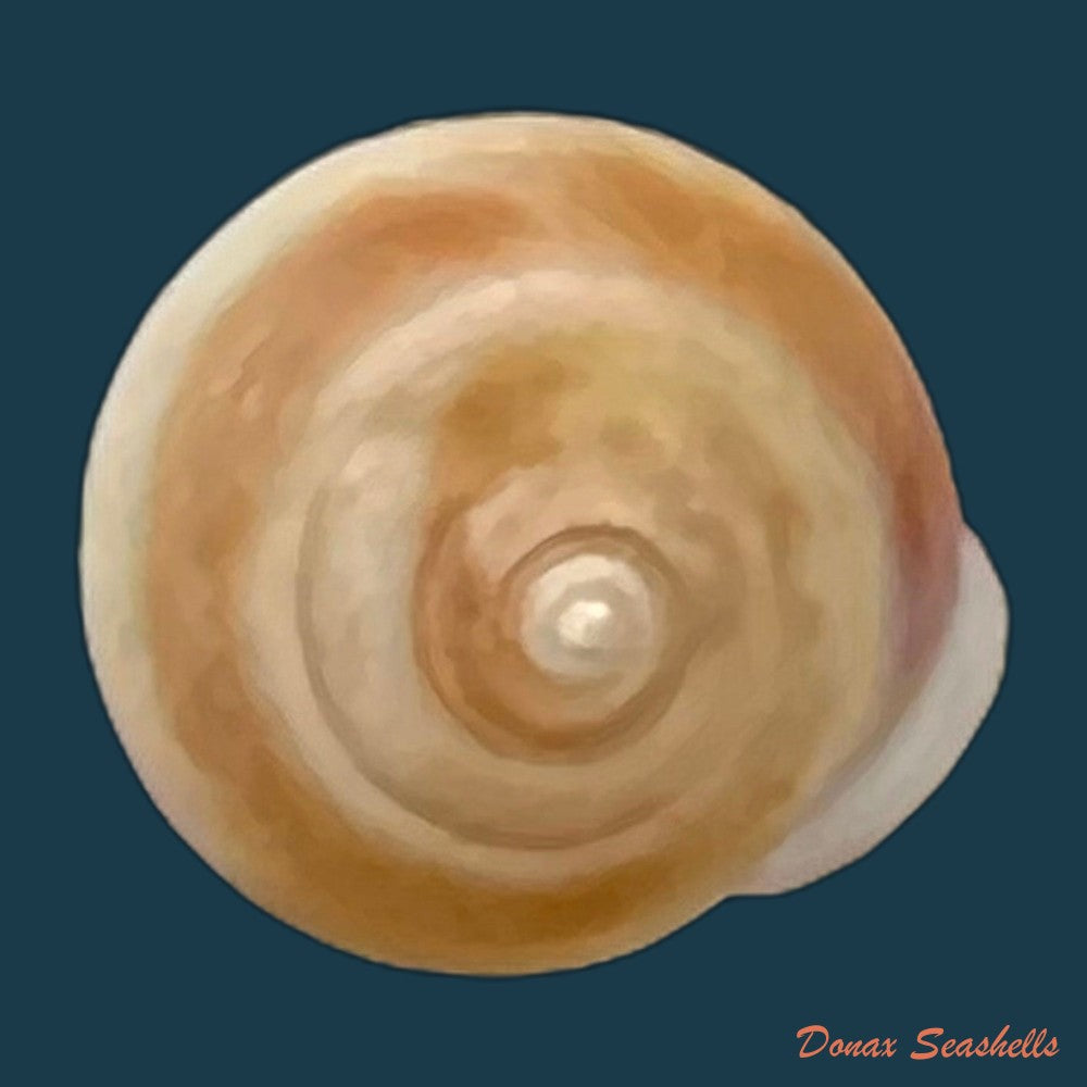 copia-de-helicina-besckei-pfeiffer-1848-10-1mm