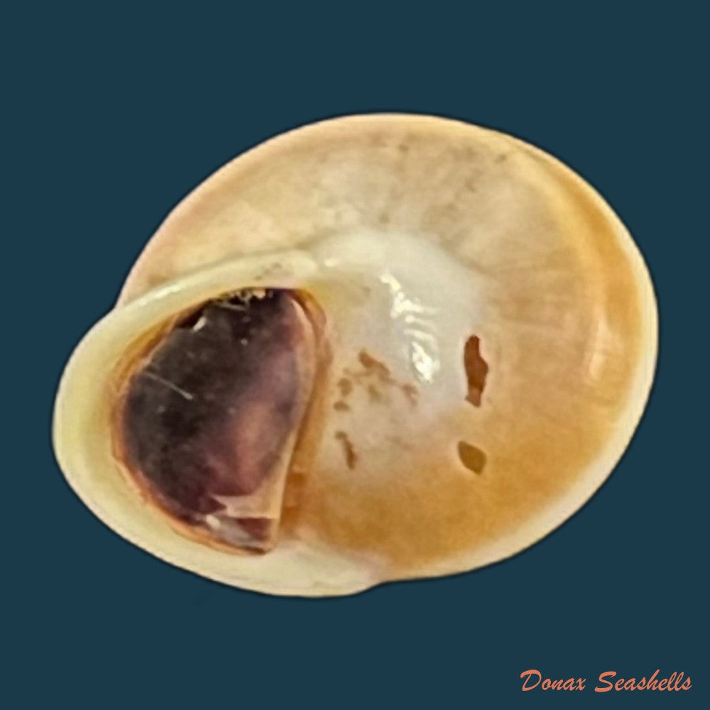 copia-de-helicina-variabilis-wagner-1827
