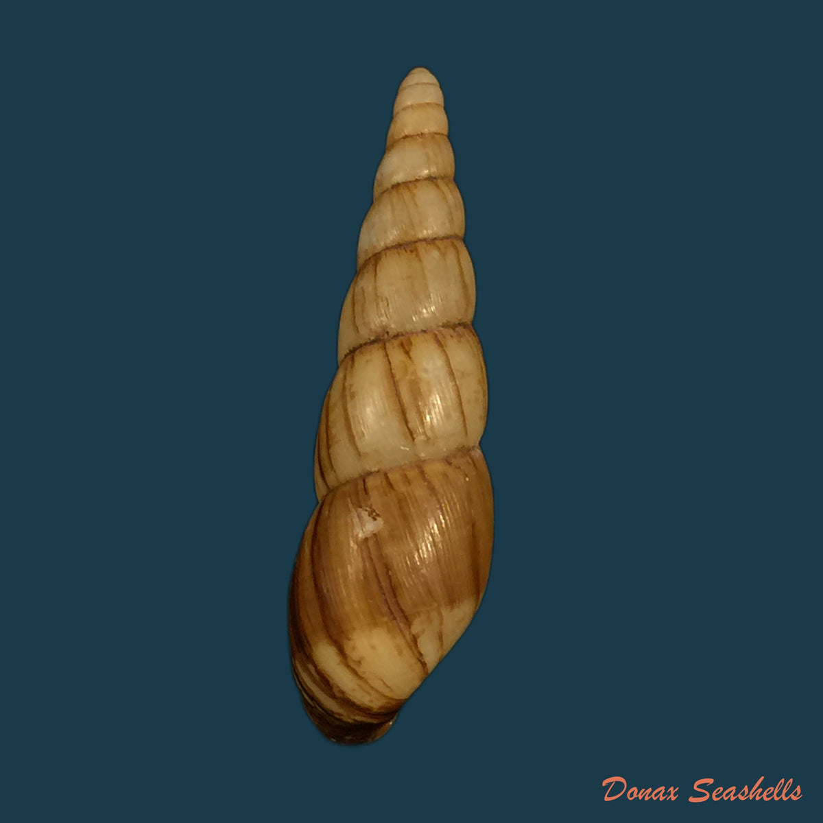 copia-de-helicophanta-vesicalis-lamarck-1823