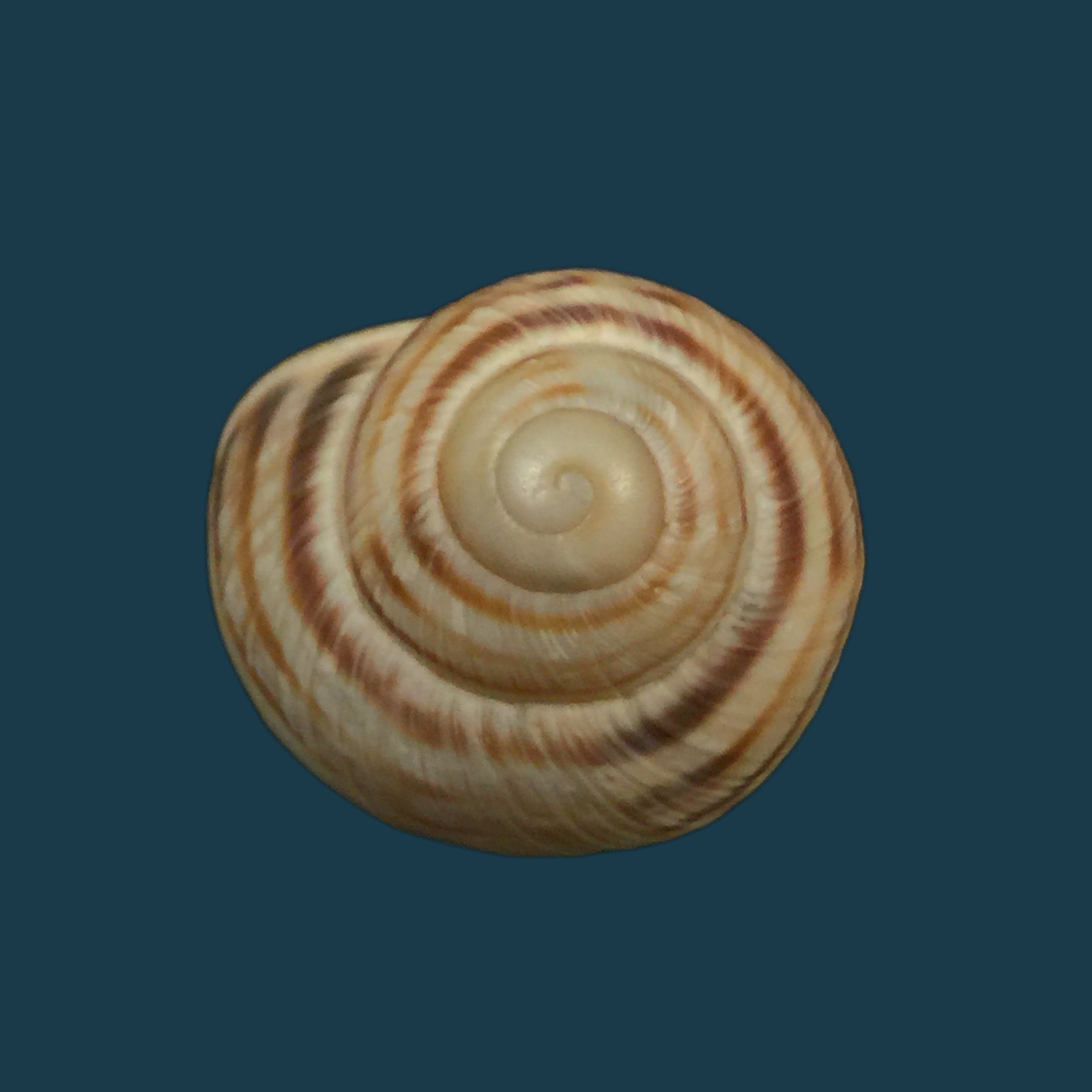 Helix vulgaris Rossmässler, 1839 - 30,5毫米
