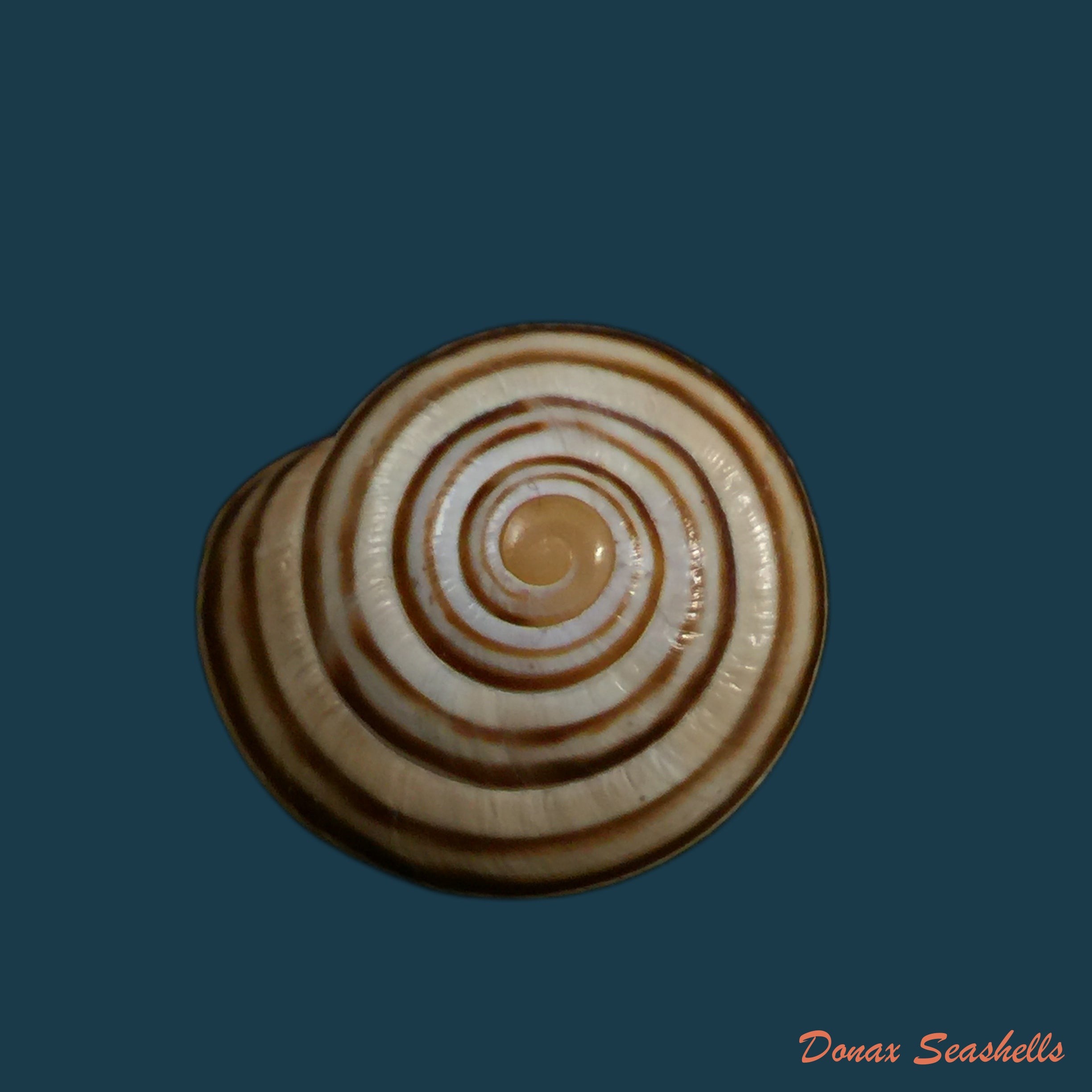copia-de-helix-vulgaris-rossmassler-1839-30-5mm-1