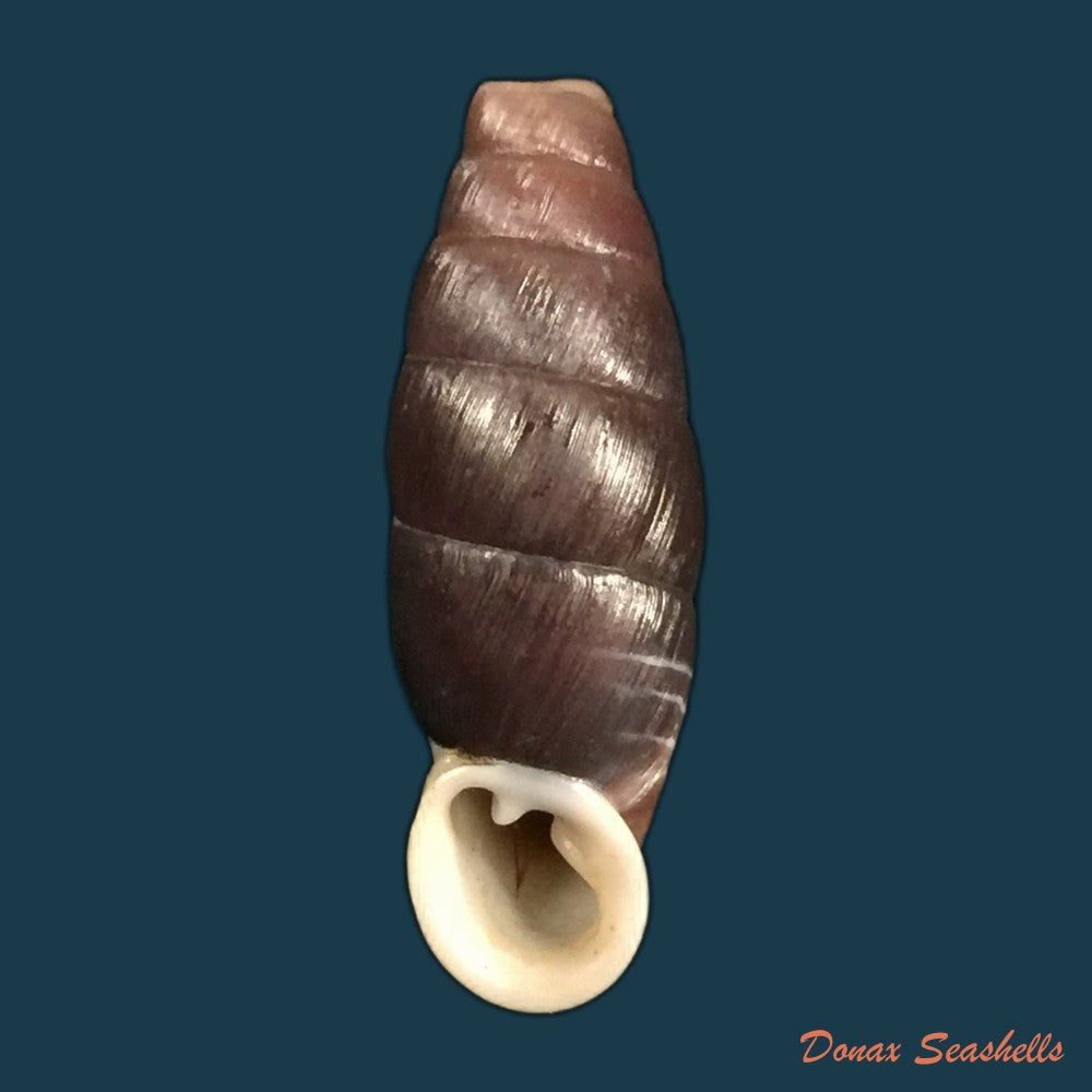 copia-de-hemiphaedusa-selenophaedusa-ophthalmophana-cazioti-bavay-dautzenberg-1909-17-8mm