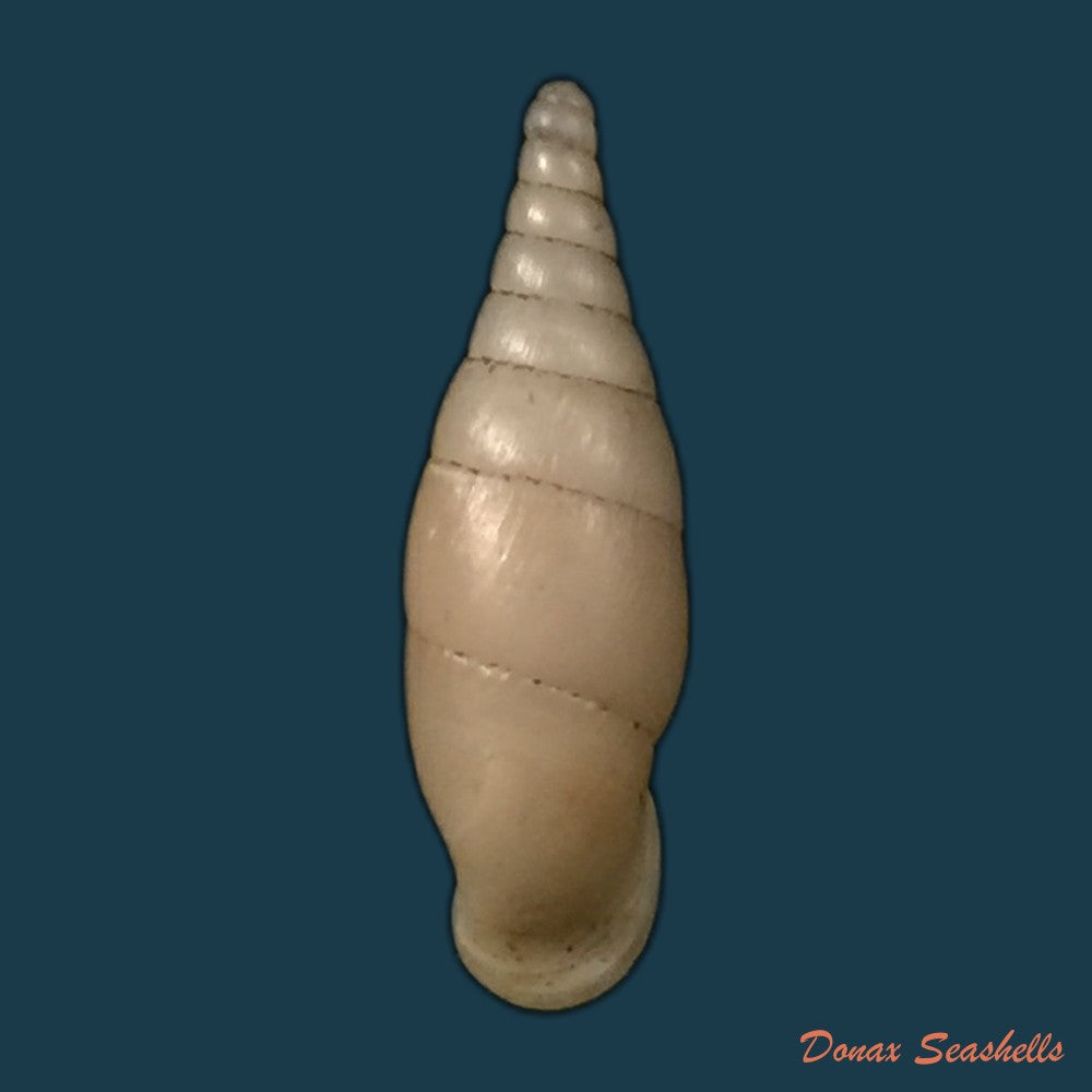 copia-de-hemiphaedusa-selenophaedusa-ophthalmophana-cazioti-bavay-dautzenberg-1909-17mm