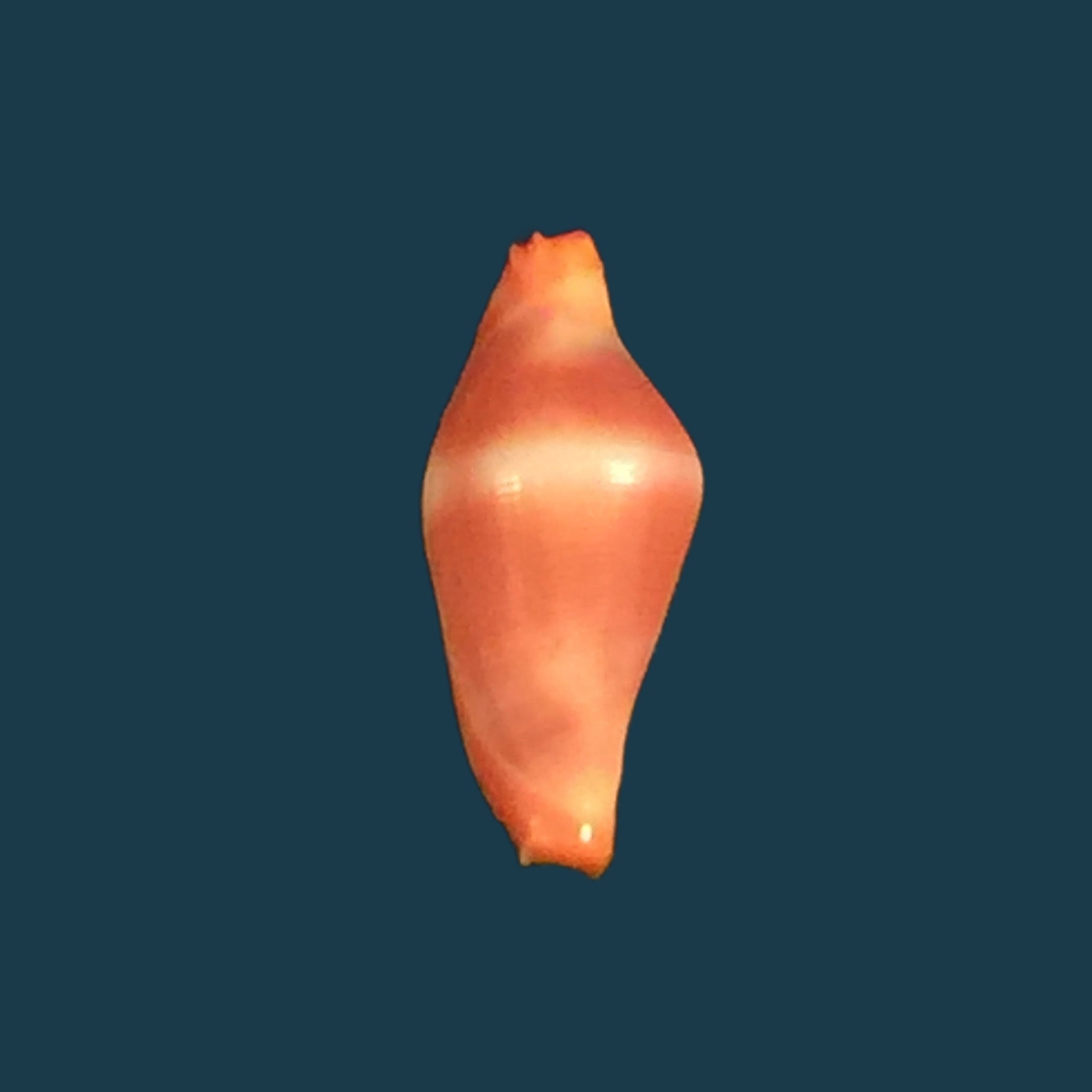 Eurytellina lineata (W. Turton, 1819) - 25,2mm