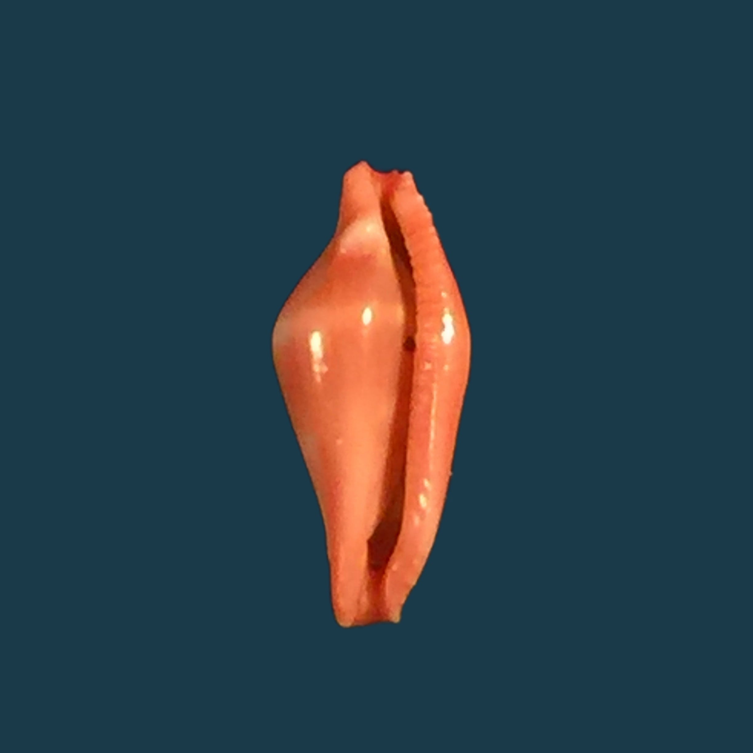Eurytellina lineata (W. Turton, 1819) - 25,2mm
