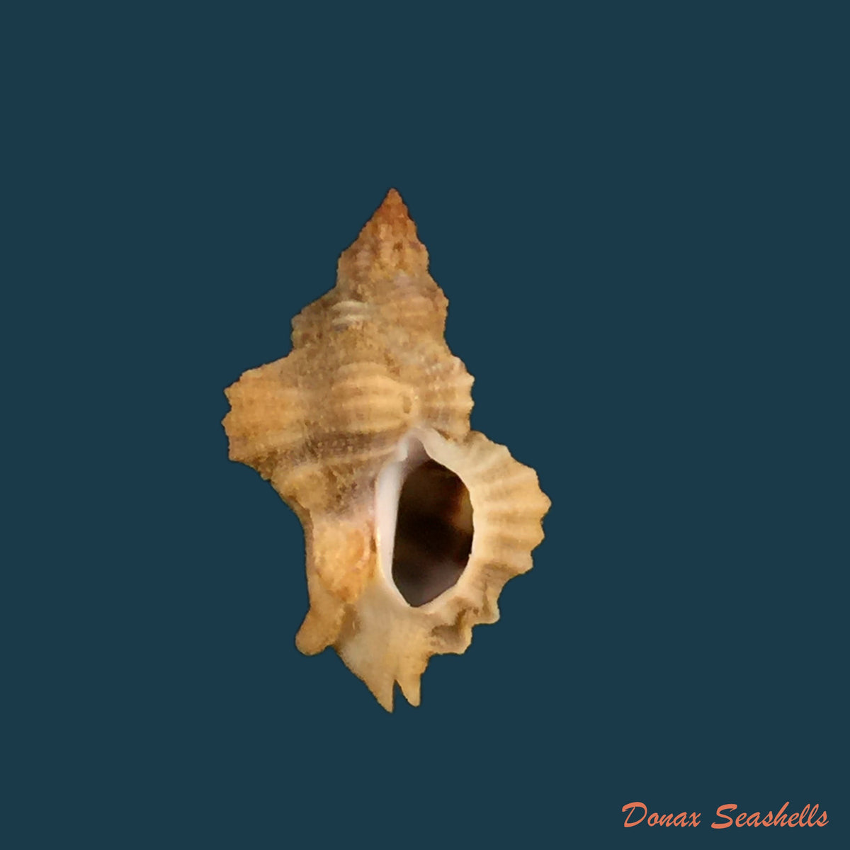 copia-de-inermicosta-inermicosta-vokes-1964-21-8mm