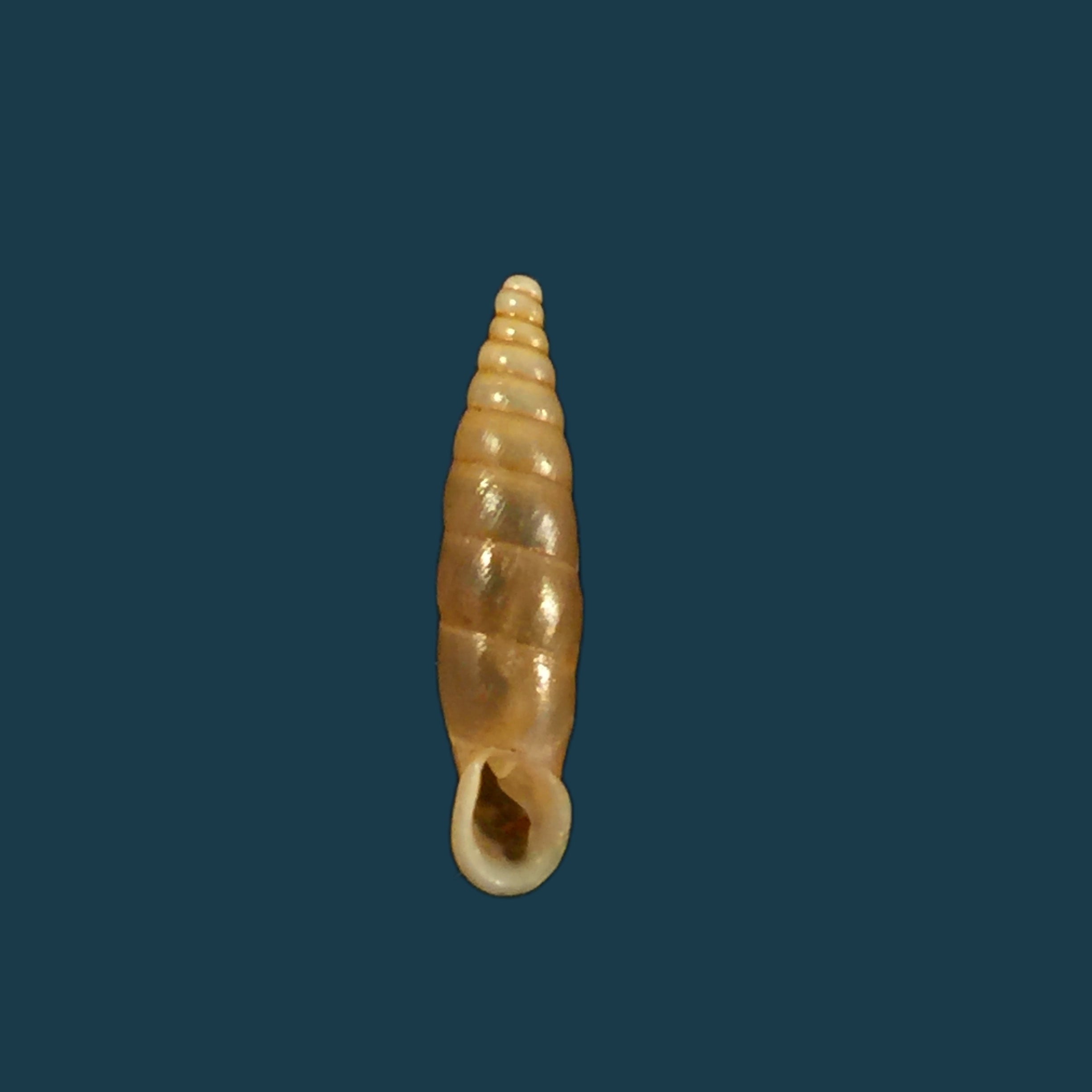 Isabellaria Thermopylarum triodos H. Nordsieck, 1974 - 16,9毫米