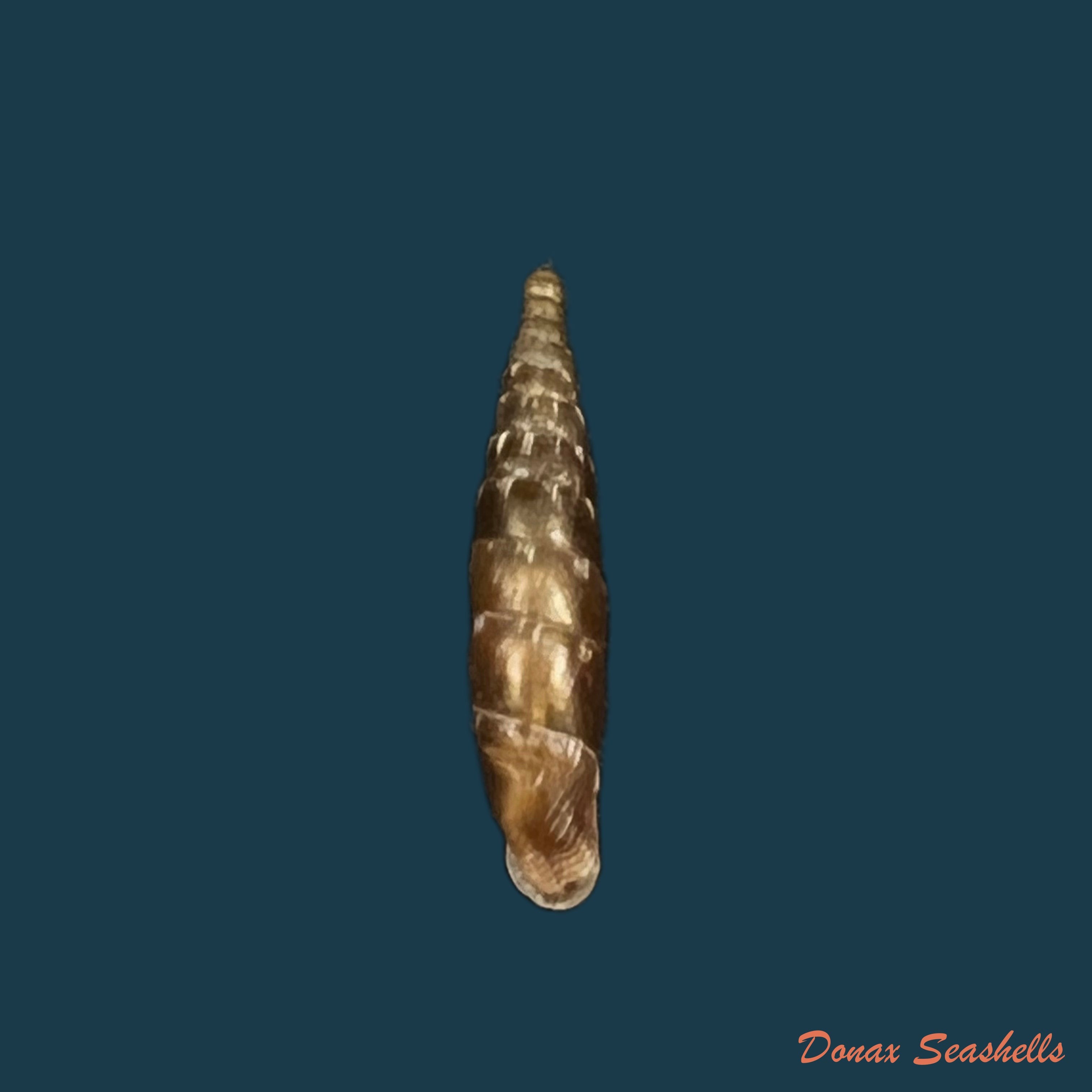 copia-de-isabellaria-praecipua-seviana-h-nordsieck-1972-14-5mm