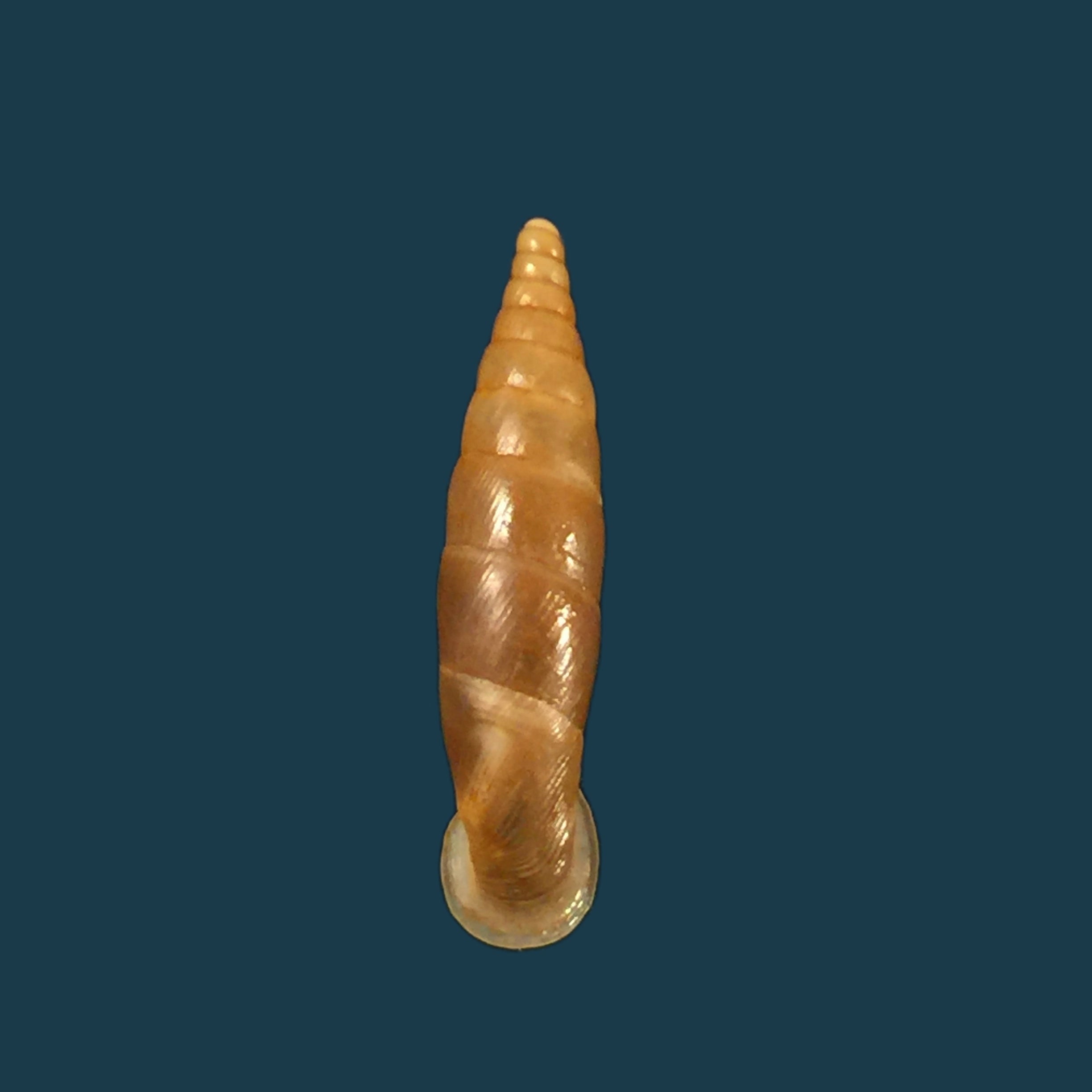 温泉伊莎贝拉藻(L. Pfeiffer, 1850)- 21,7毫米