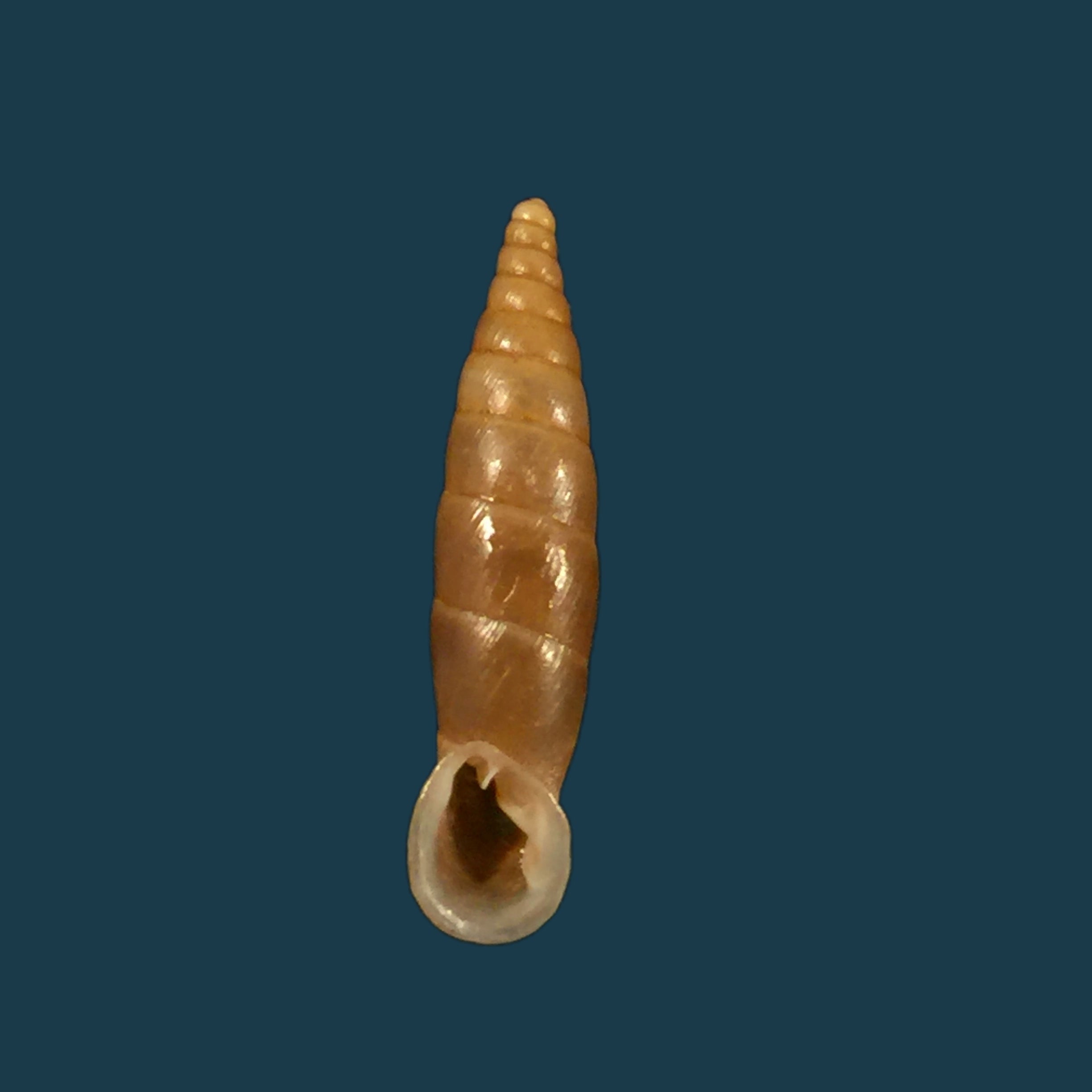 温泉伊莎贝拉藻(L. Pfeiffer, 1850)- 21,7毫米