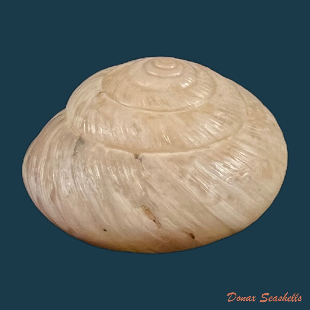 copia-de-kalidos-chasteli-ferussac-1832-28-6mm