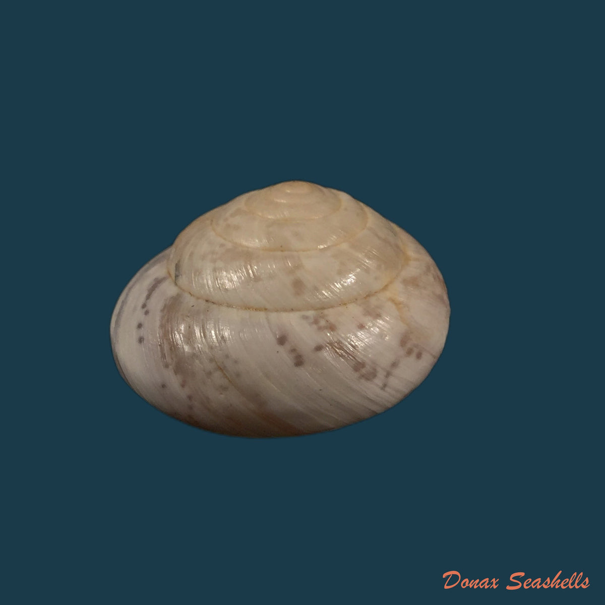 copia-de-kalidos-chasteli-ferussac-1832-30-7mm-1
