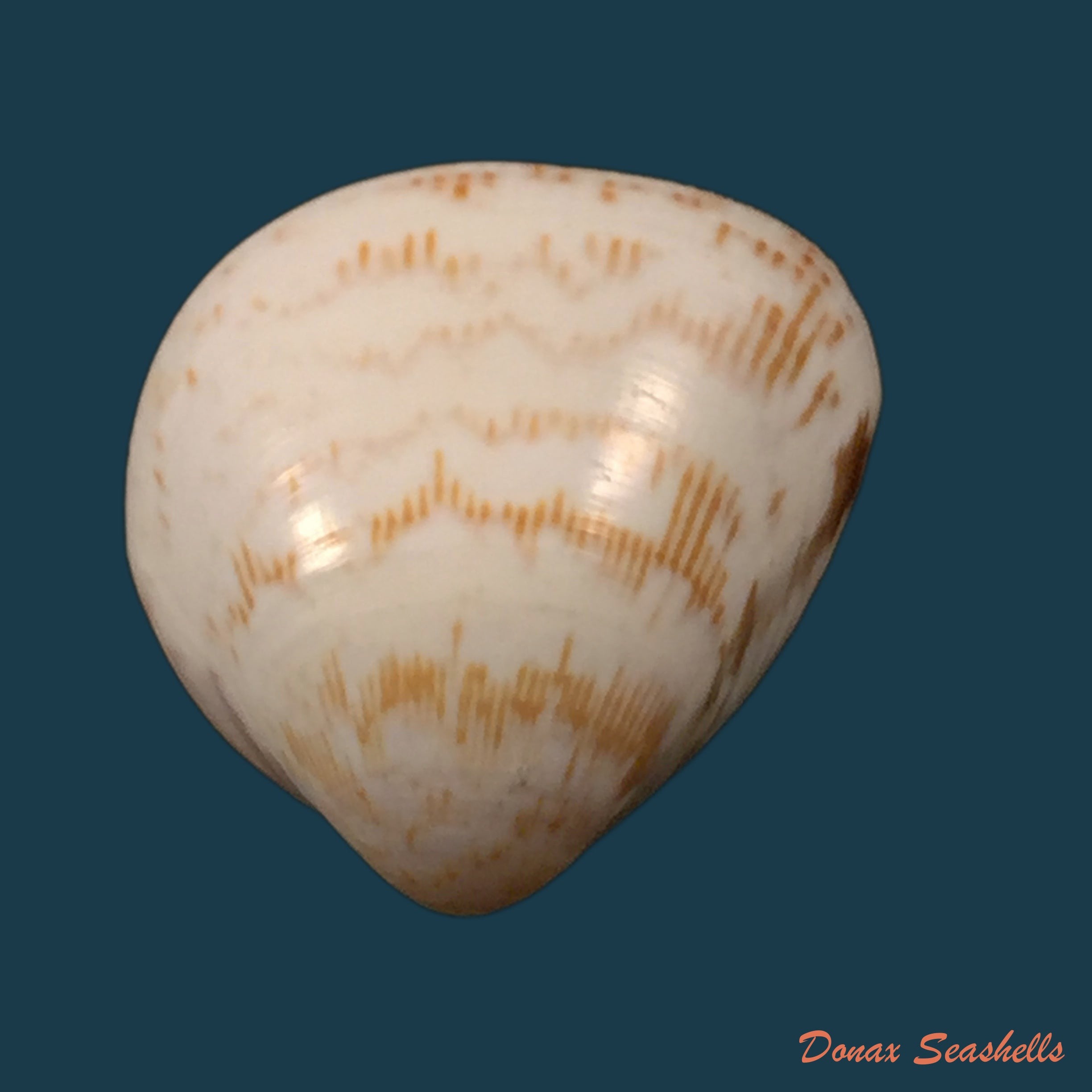 copia-de-laevicardium-brasilianum-lamarck-1819-28-3mm