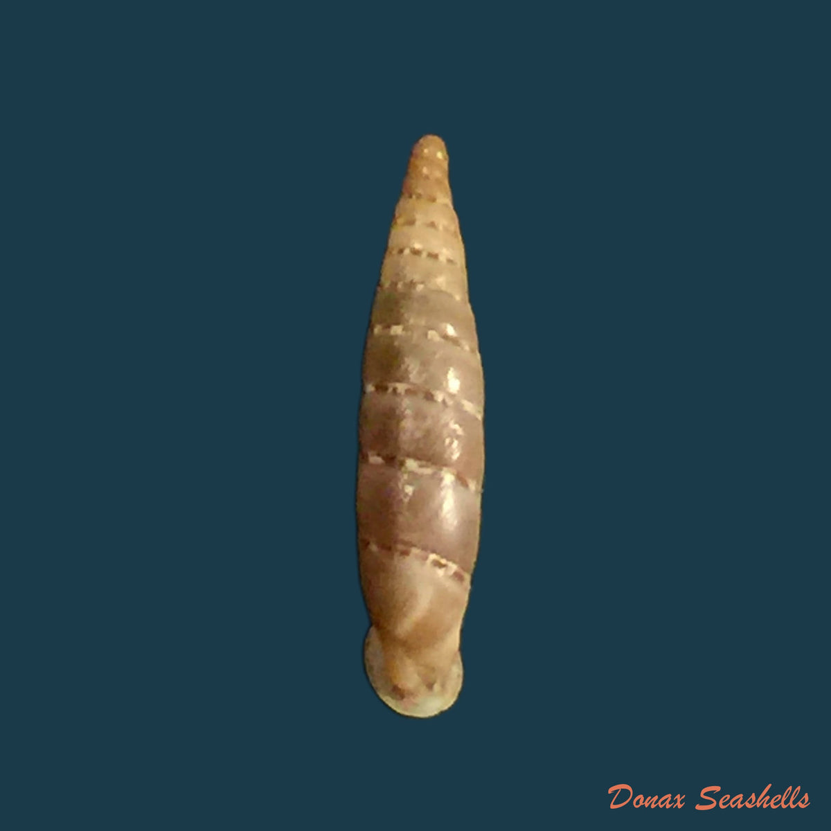 copia-de-lampedusa-mamotica-gulia-1861-9-8mm