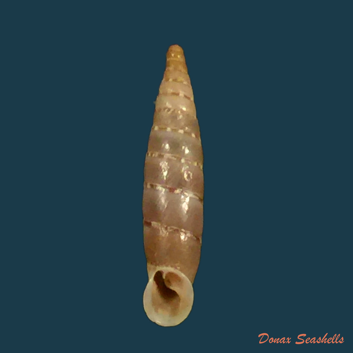 copia-de-lampedusa-mamotica-gulia-1861-9-8mm