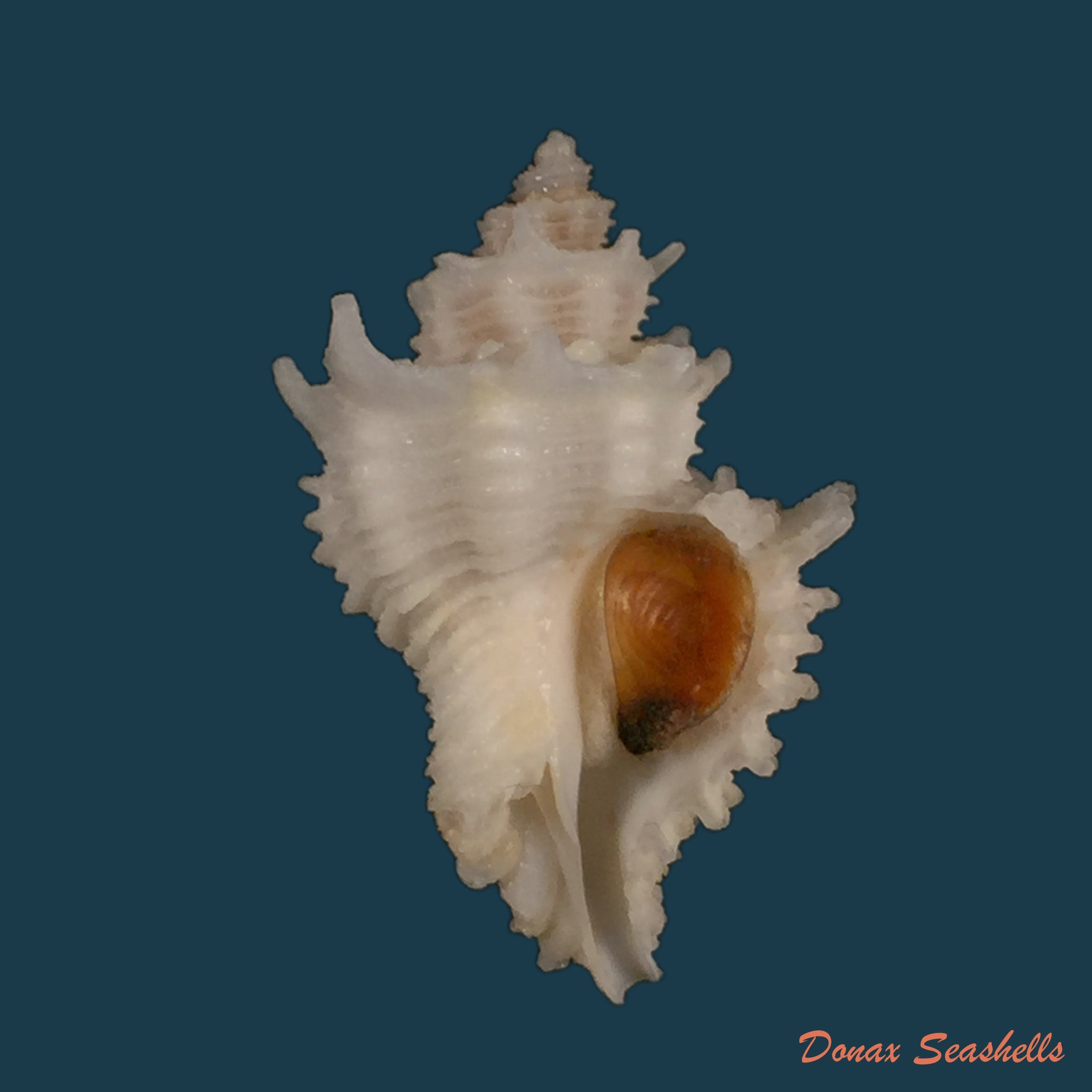 copia-de-latiaxis-basilium-penna-neme-leme-1978-33-8mm