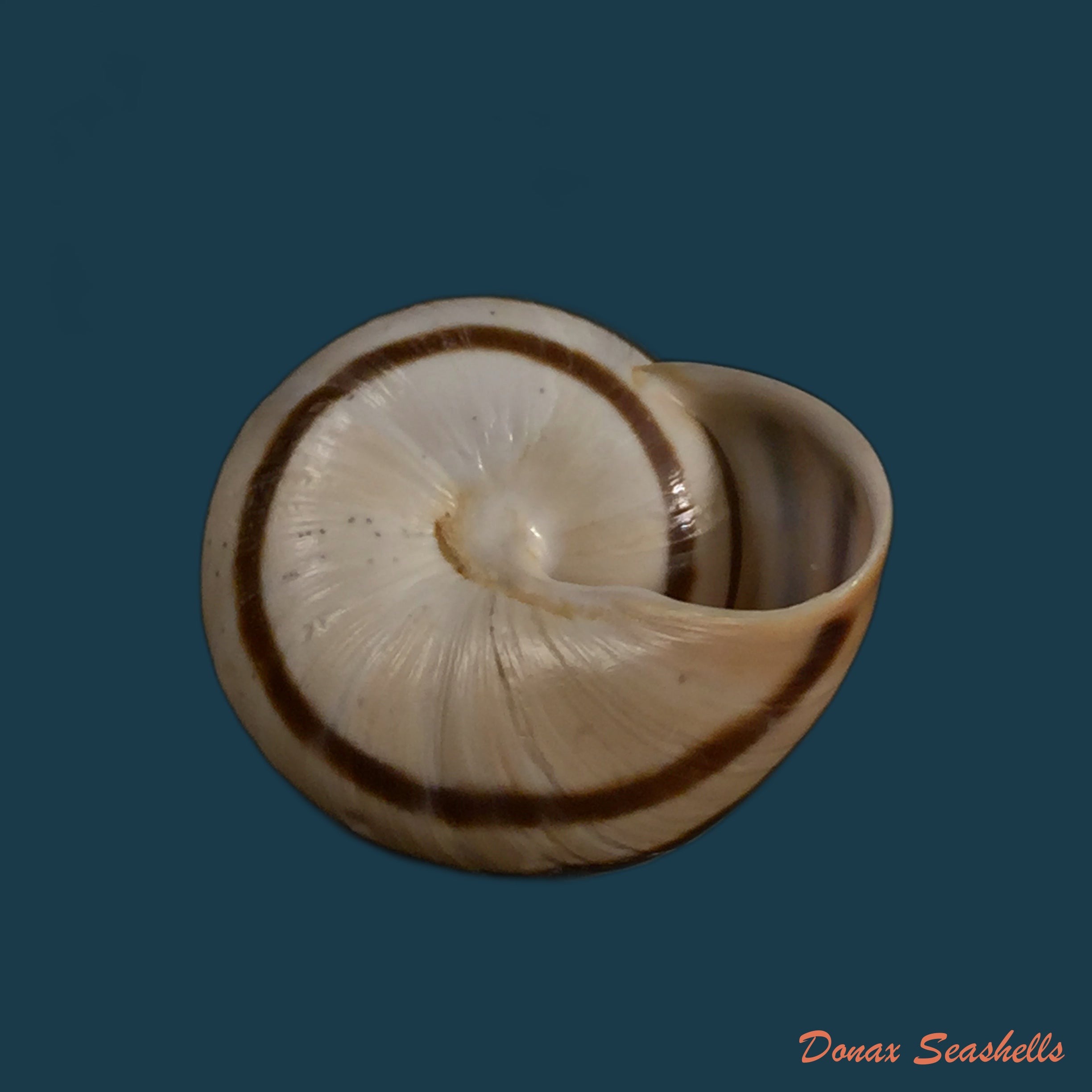 copia-de-lechatelieria-lechatelieri-pallary-1917-25-2mm