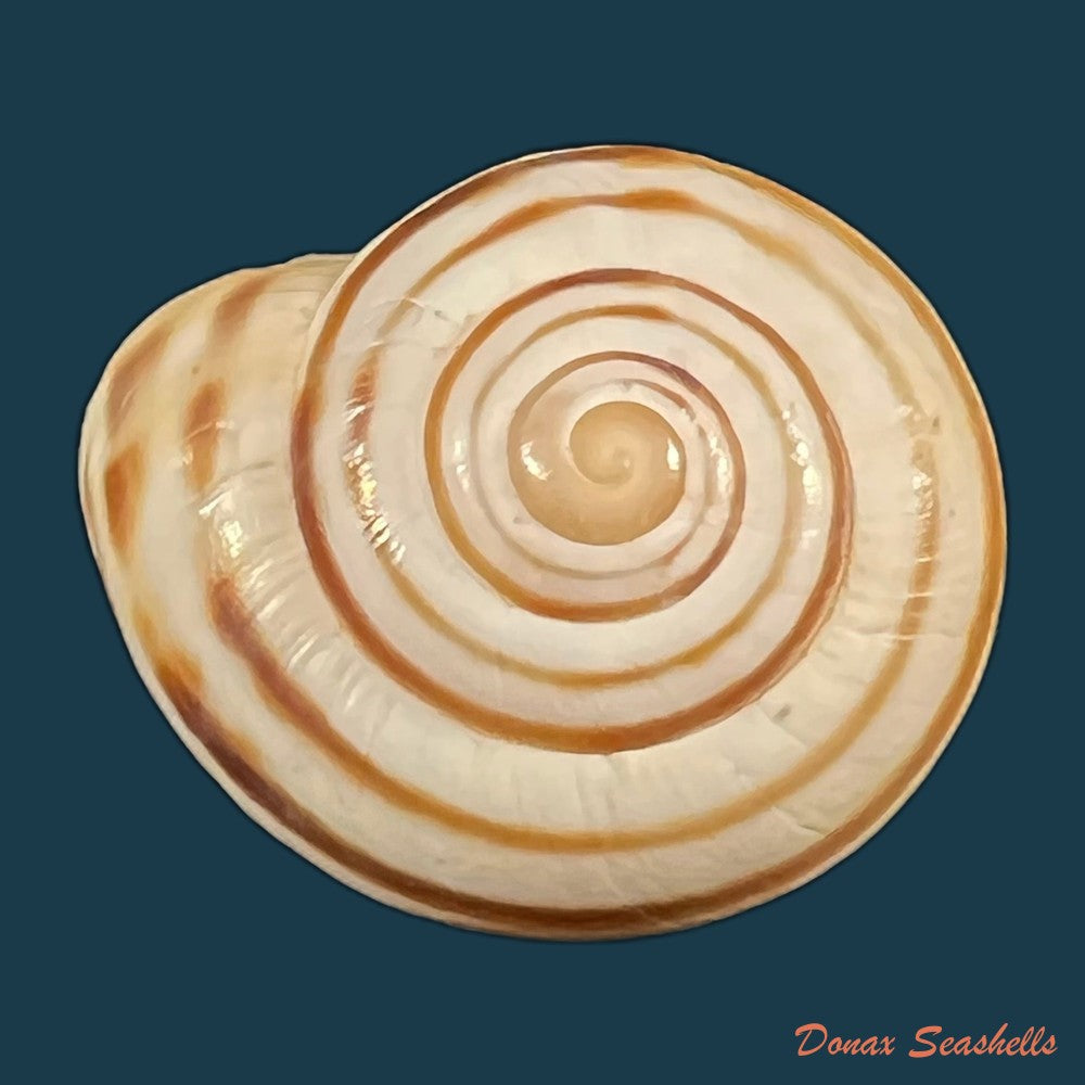 copia-de-lechatelieria-lechatelieri-pallary-1917-25-5mm-1