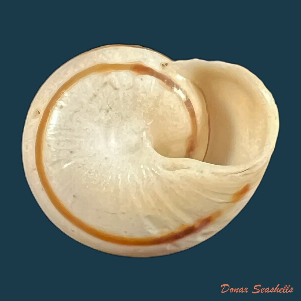copia-de-lechatelieria-lechatelieri-pallary-1917-25-5mm-1