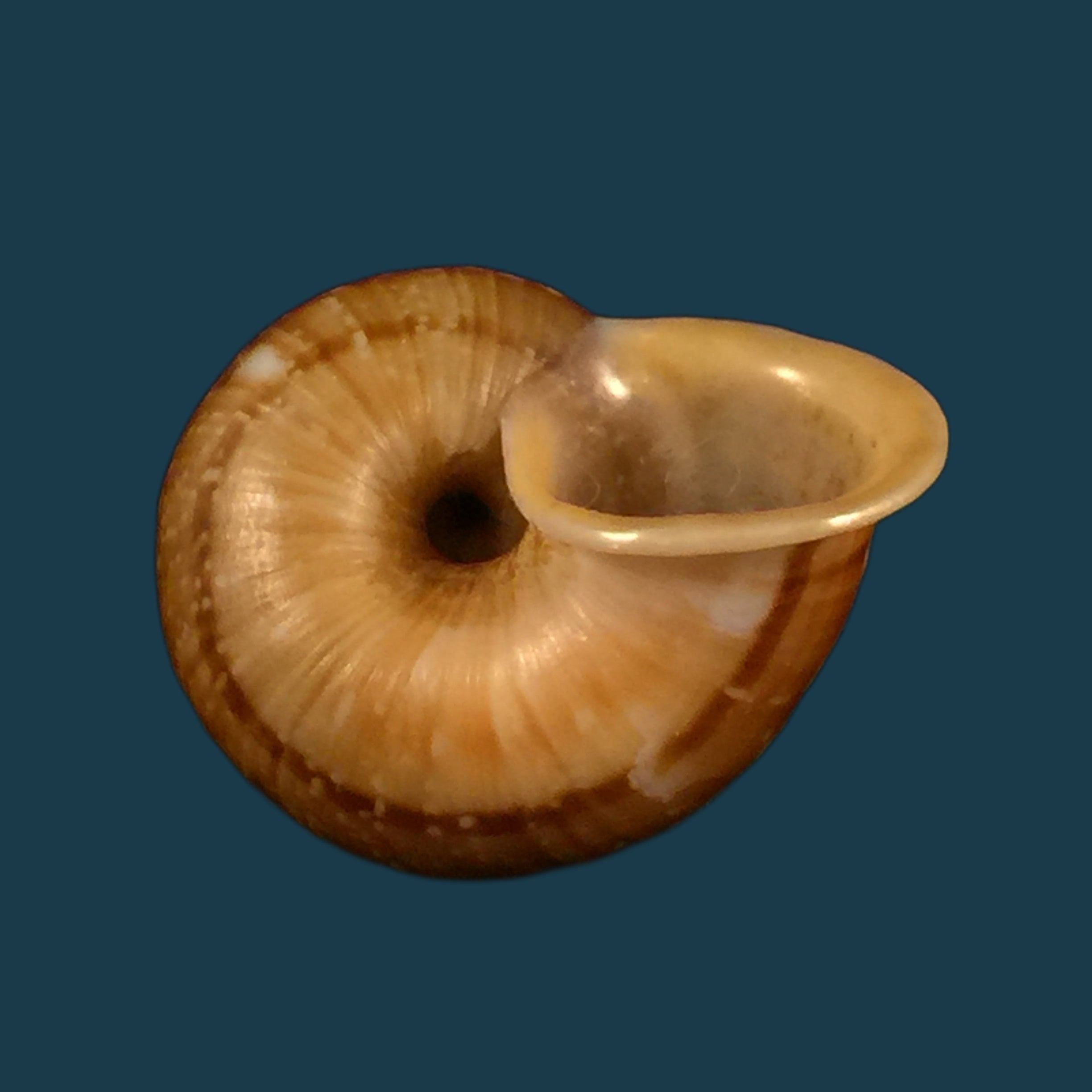 Cyclophorus perdix (Broderip & Sowerby, 1829) - 34,8mm