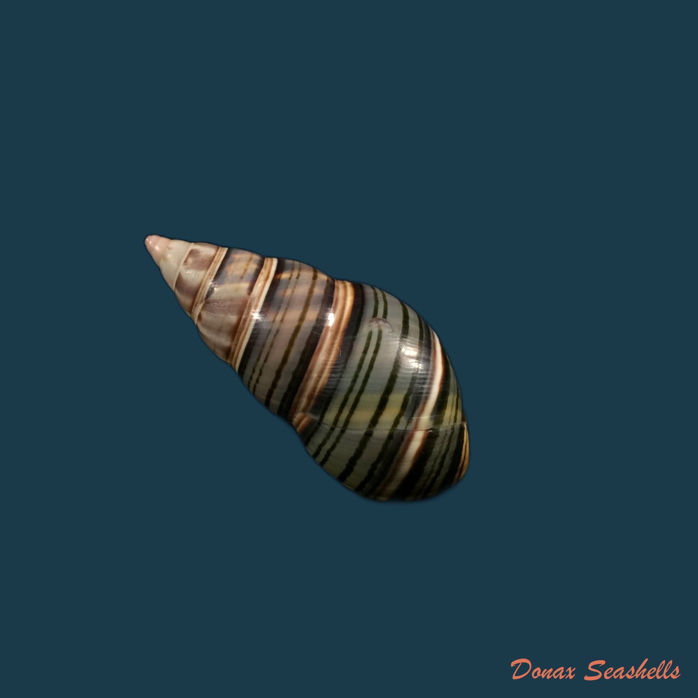 copia-de-liguus-fasciatus-guidarti-jaume-1952-52mm