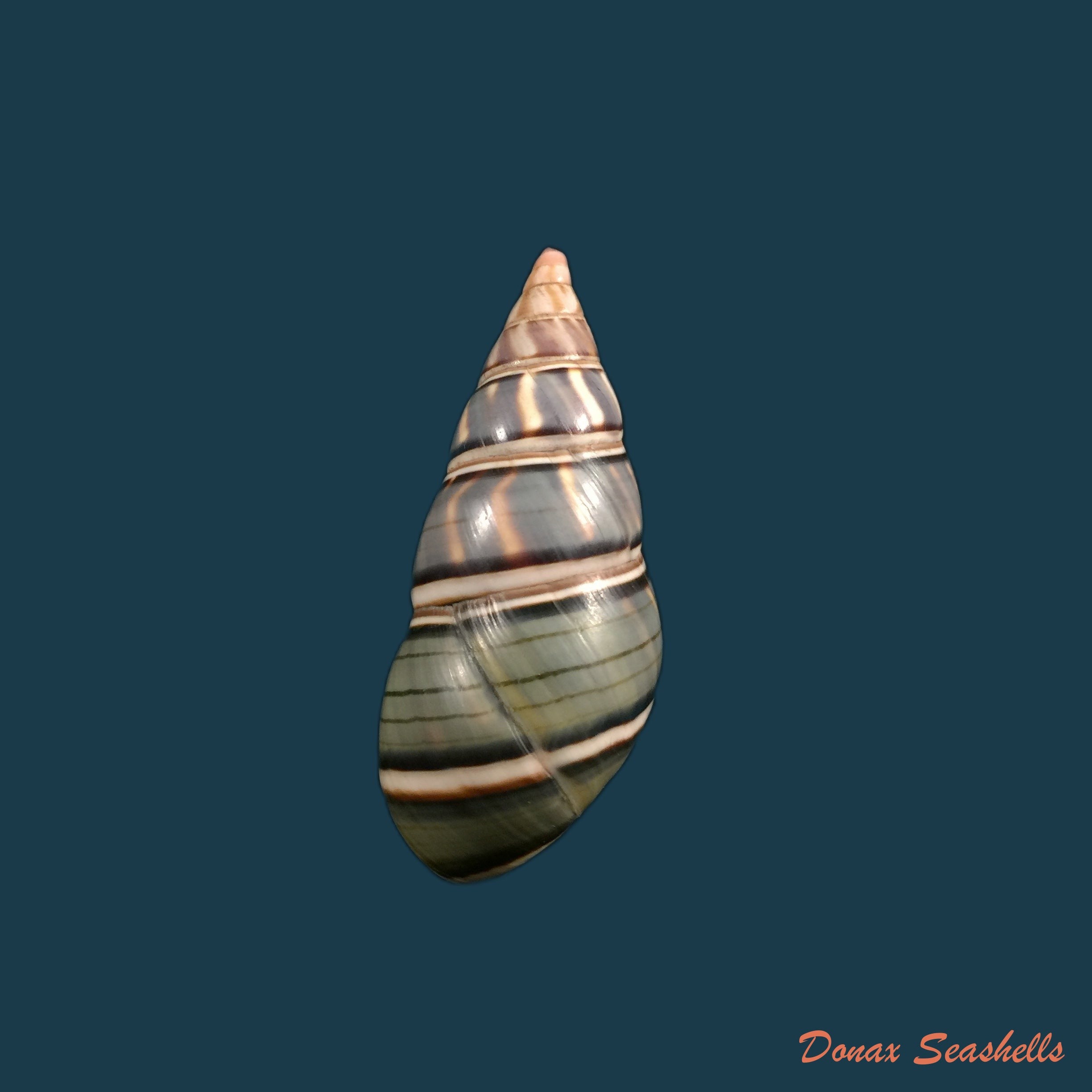 copia-de-liguus-fasciatus-guidarti-jaume-1953