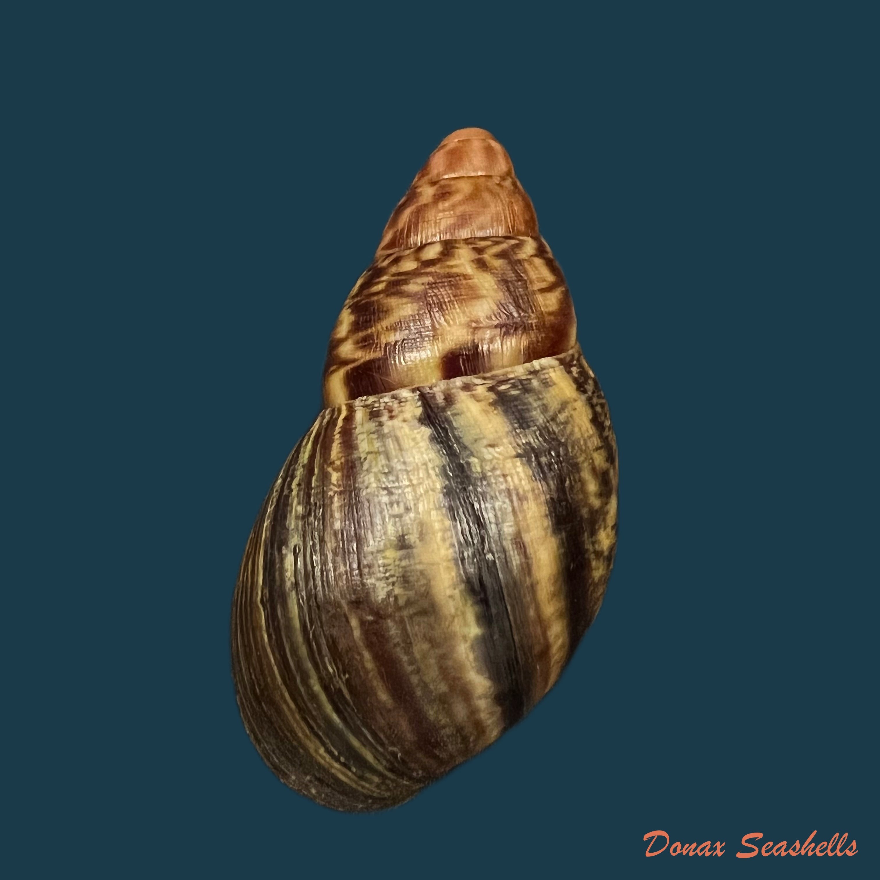 copia-de-limicolaria-aethiops-morelet-1864-51-1mm