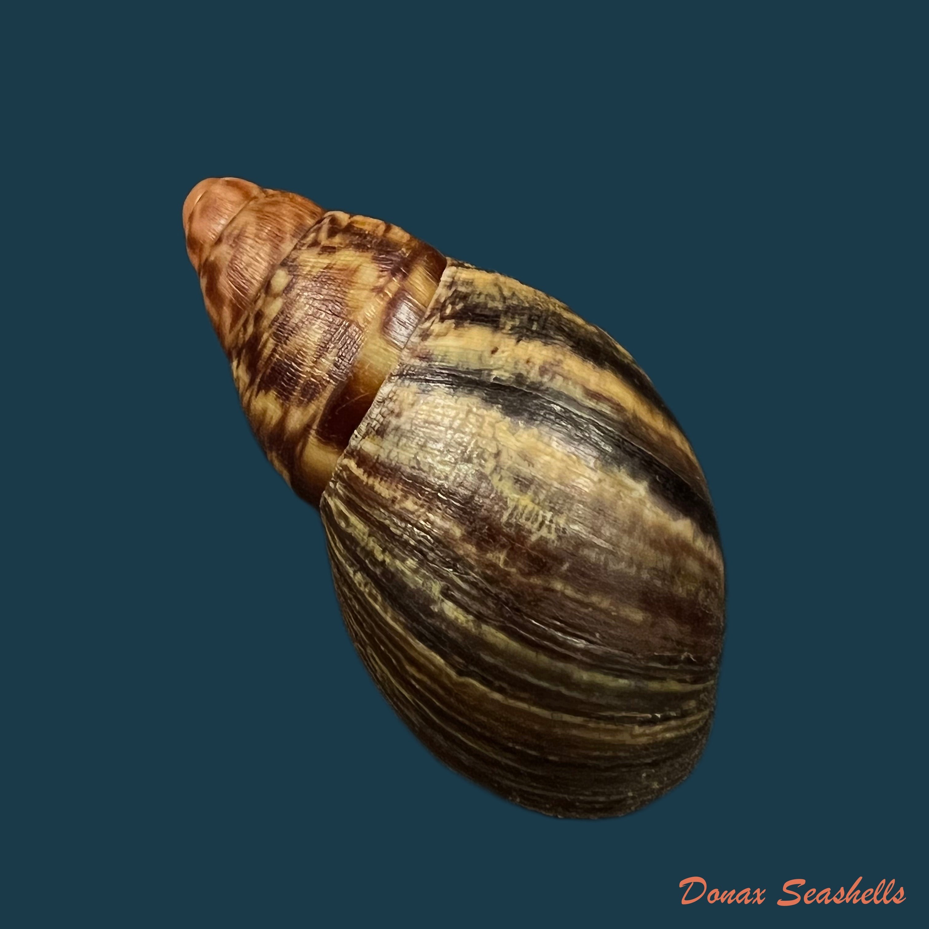 copia-de-limicolaria-aethiops-morelet-1864-51-1mm