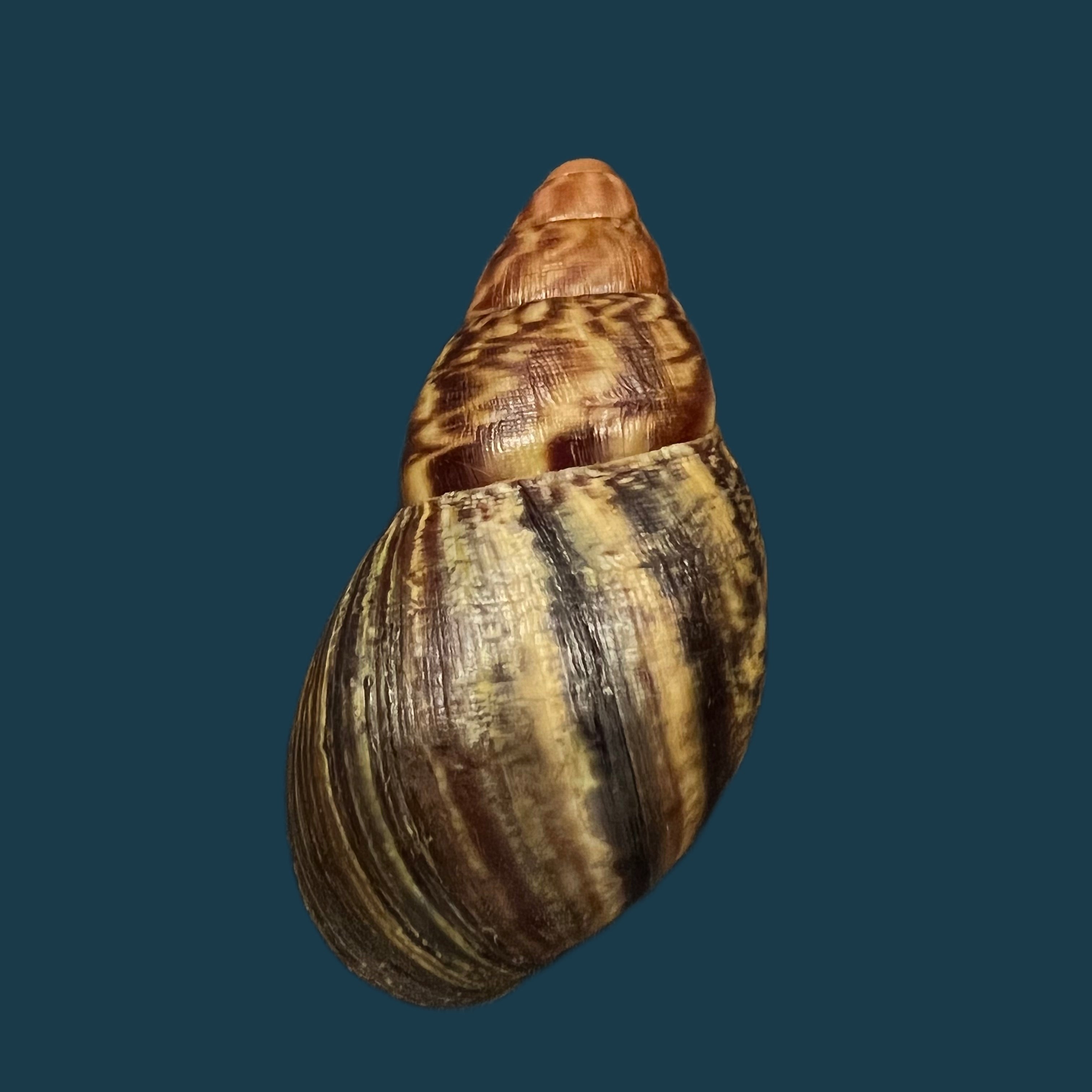 Achatina obliterata Dautzenberg, 1891 - 57,8mm